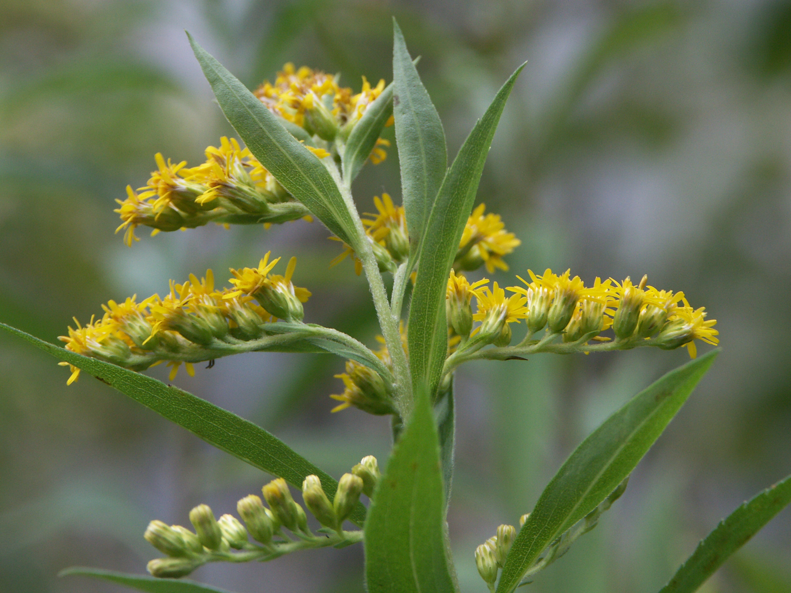 24082013221726 1587 art 1253 pict3968