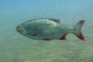 24092013232241 2171 art 1118  m2p2488 scardinius erythrophthalmus rotfeder1.1