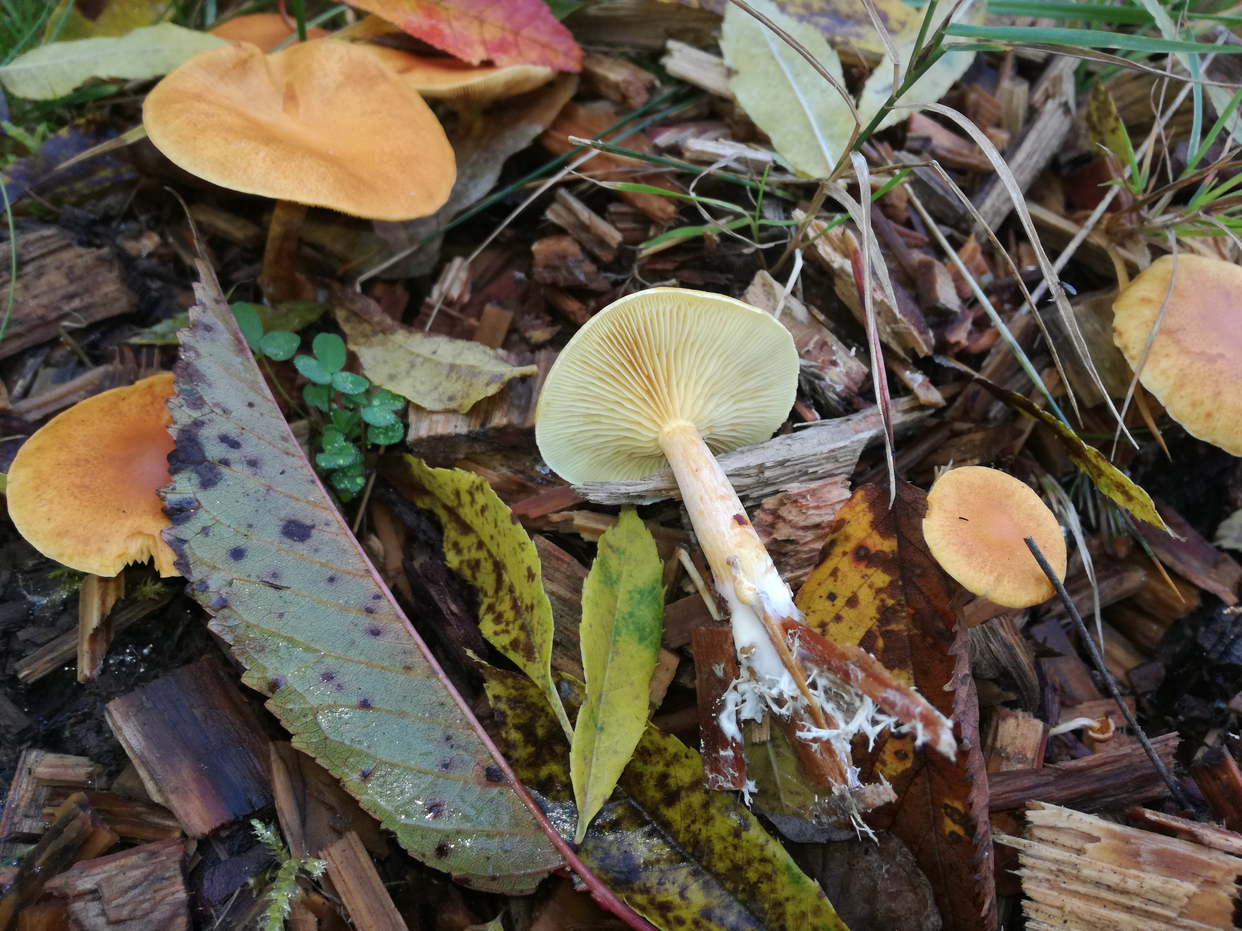 24102017000844 3151 art 1893 img 20171013 123319