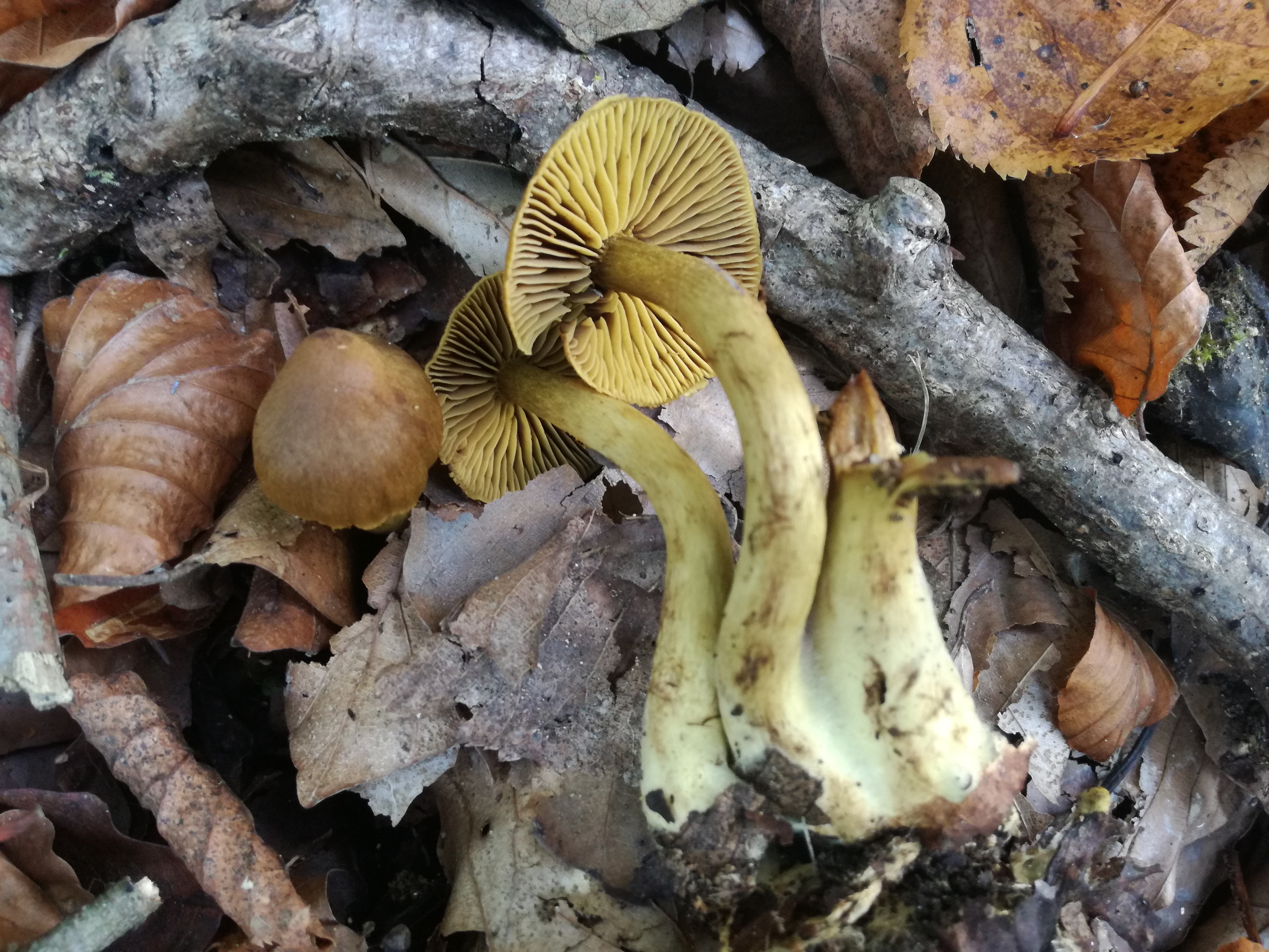 24102017102028 3153 art 1894 img 20171013 143019