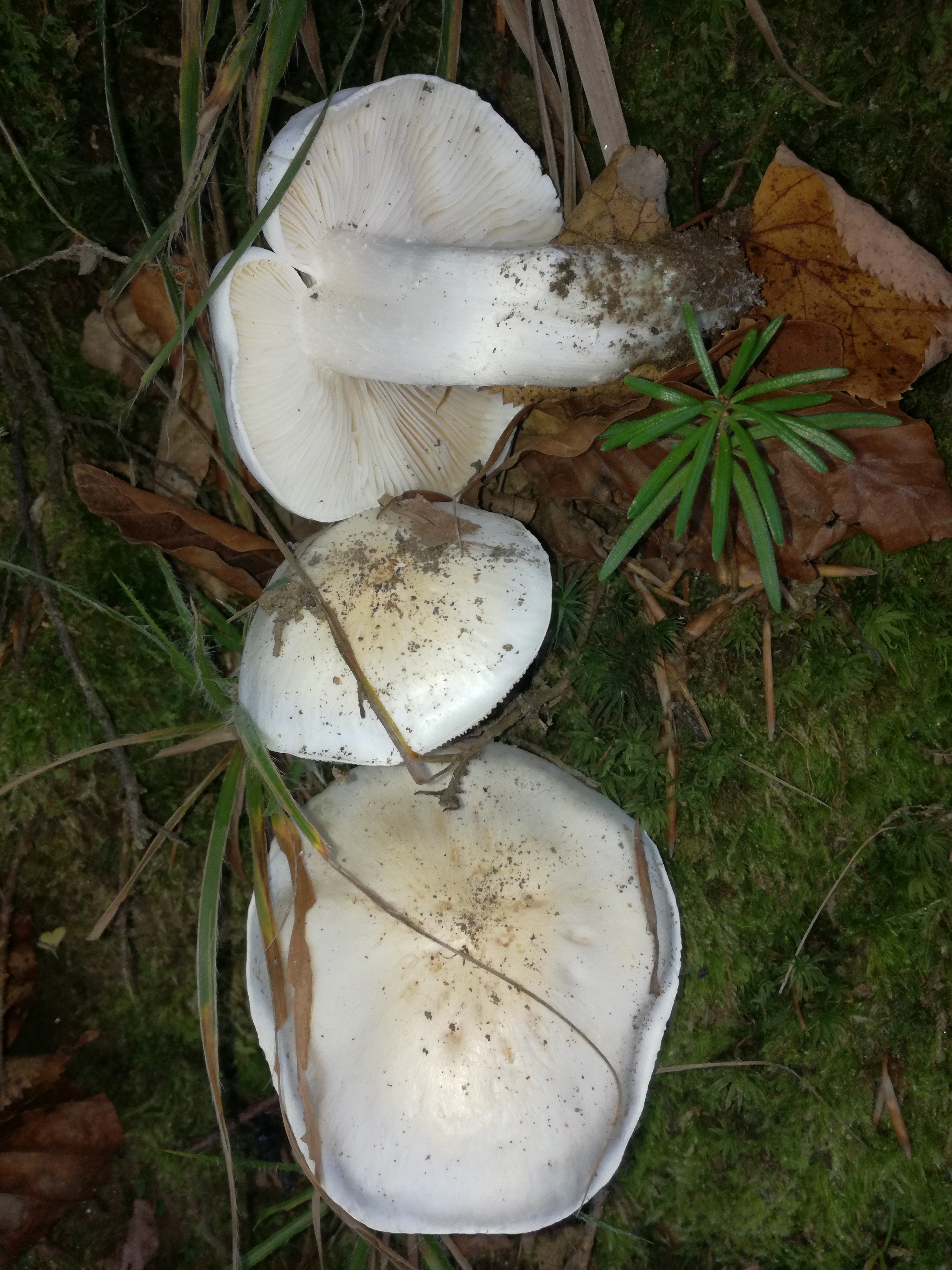 24102017103033 3155 art 1895 img 20171013 143326