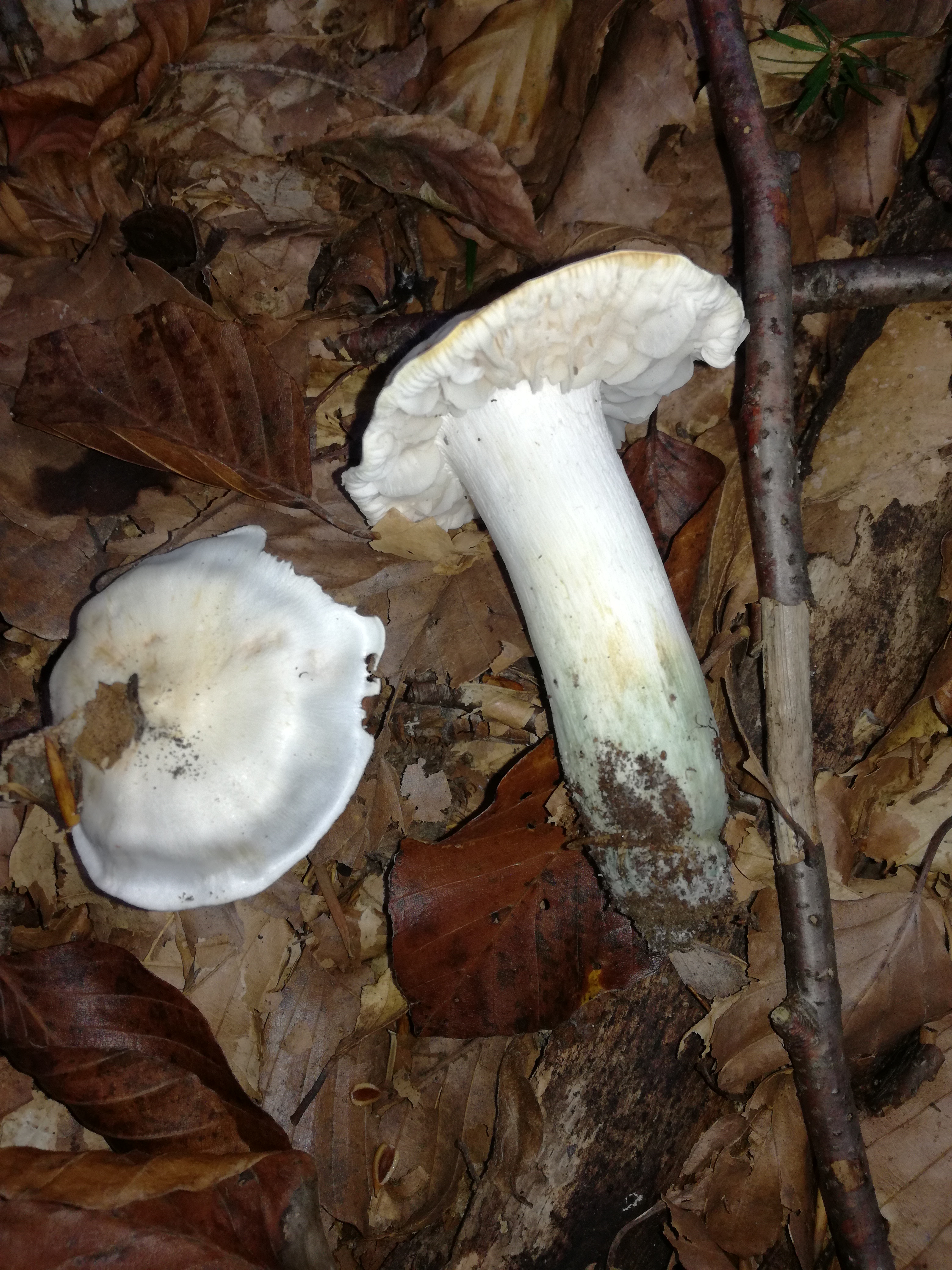 24102017104310 3156 art 1895 img 20171020 154508