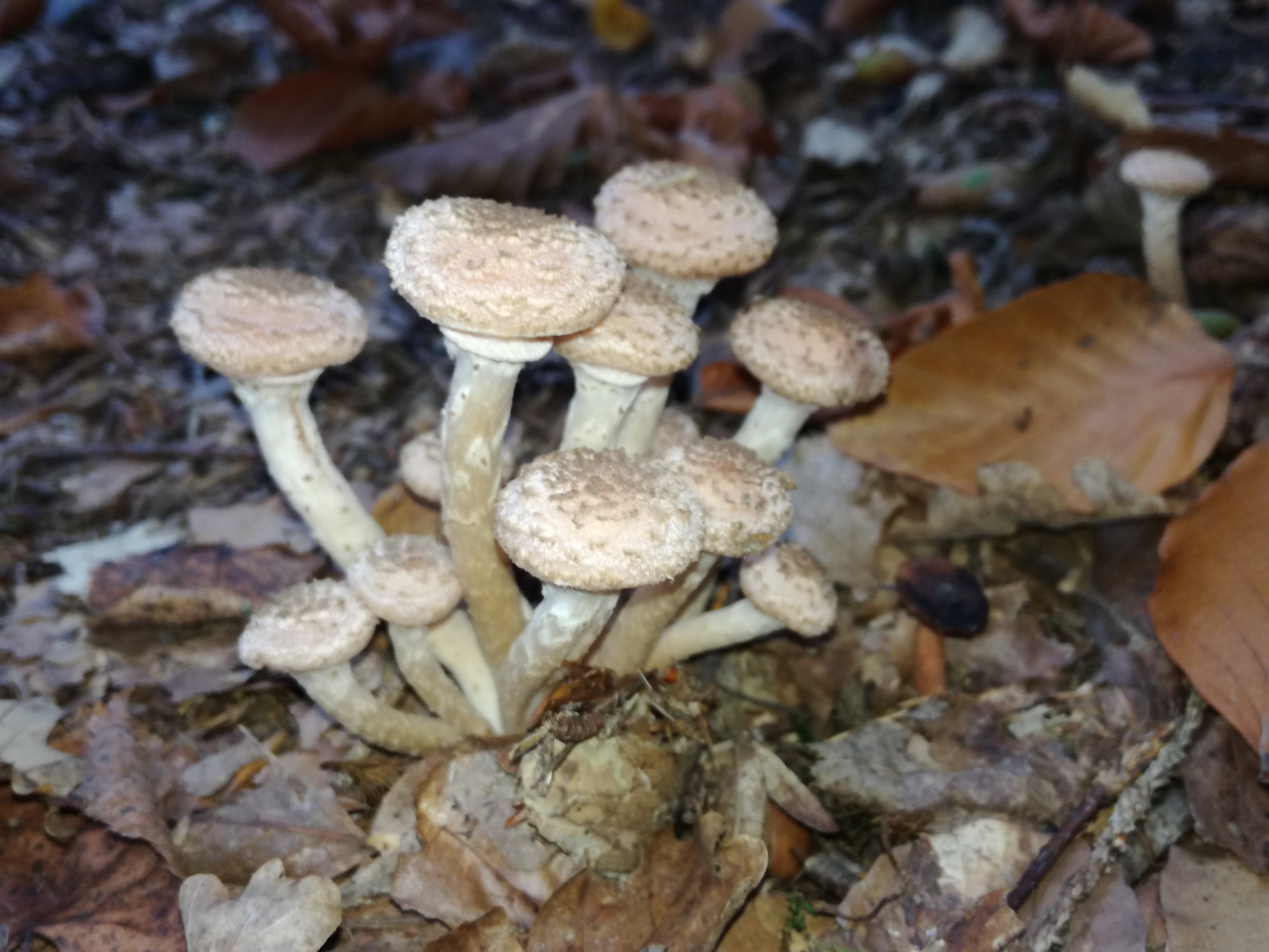 24102017105511 3157 art 1896 img 20171013 143617