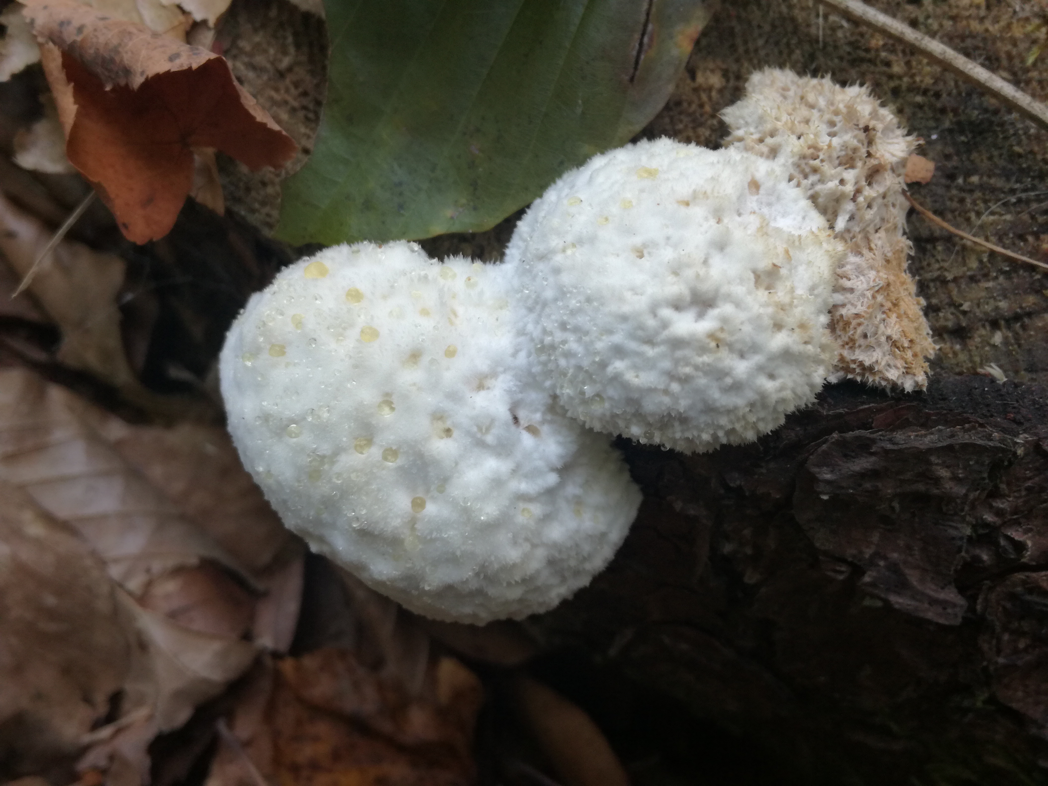 24102017110708 3158 art 1897 img 20171013 143727