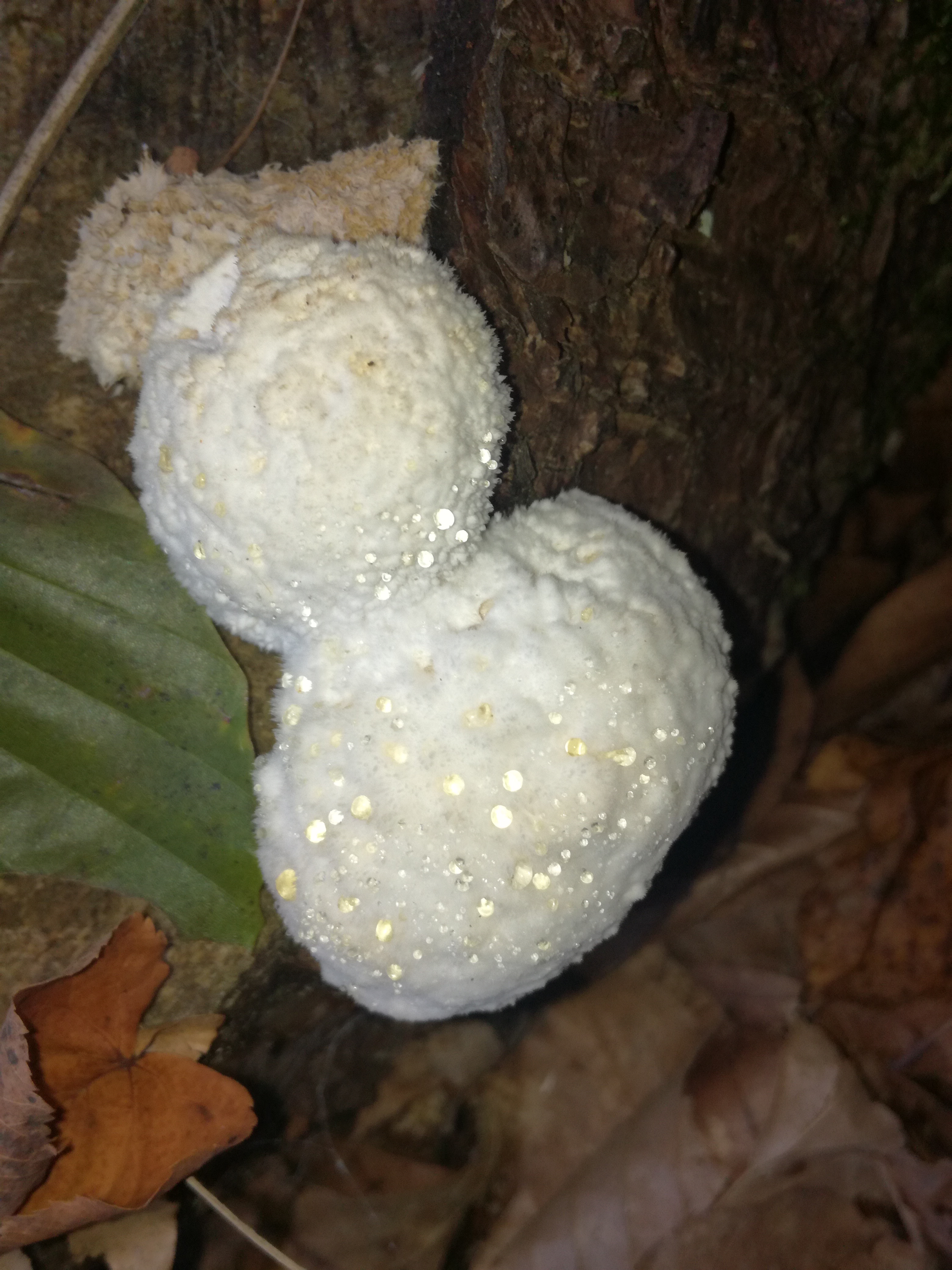 24102017110842 3159 art 1897 img 20171013 143719