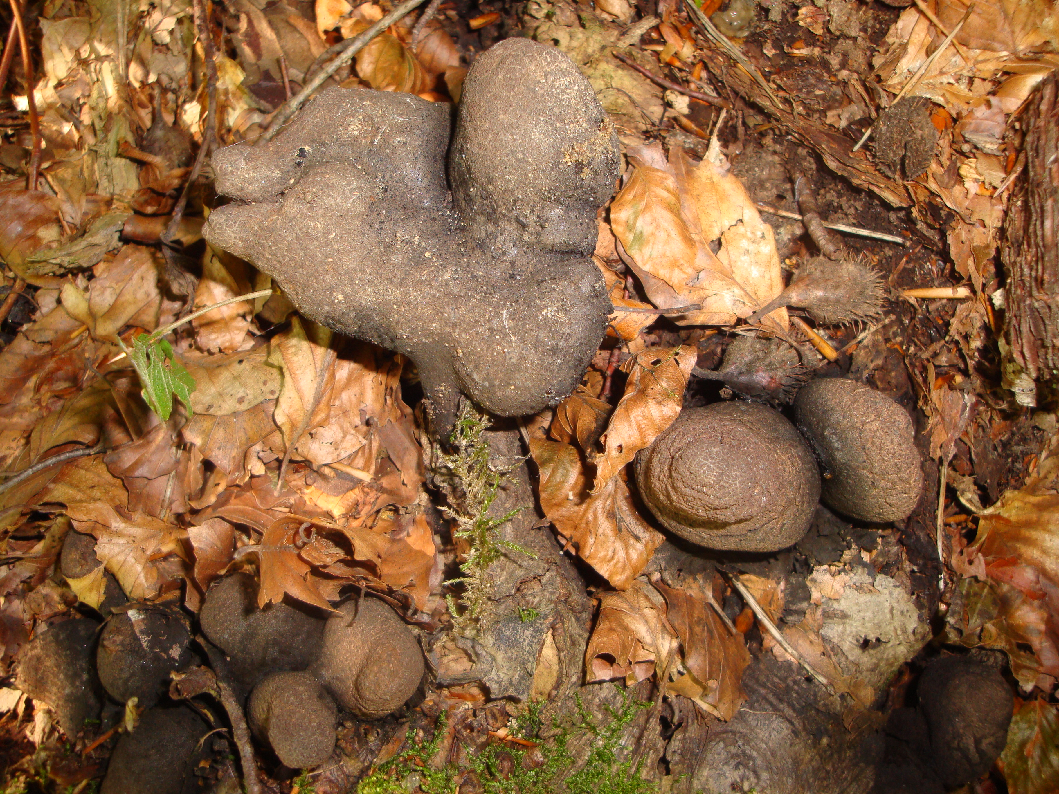 24112017001456 3355 art 1989 xylaria polymorpha