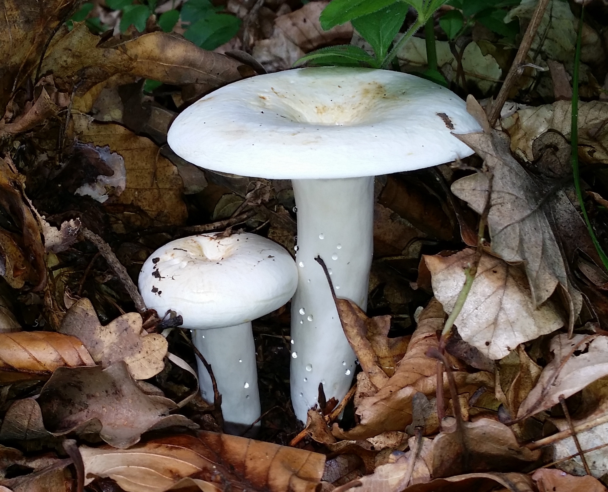 24112017003620 3356 art 1990 lactarius piperatus