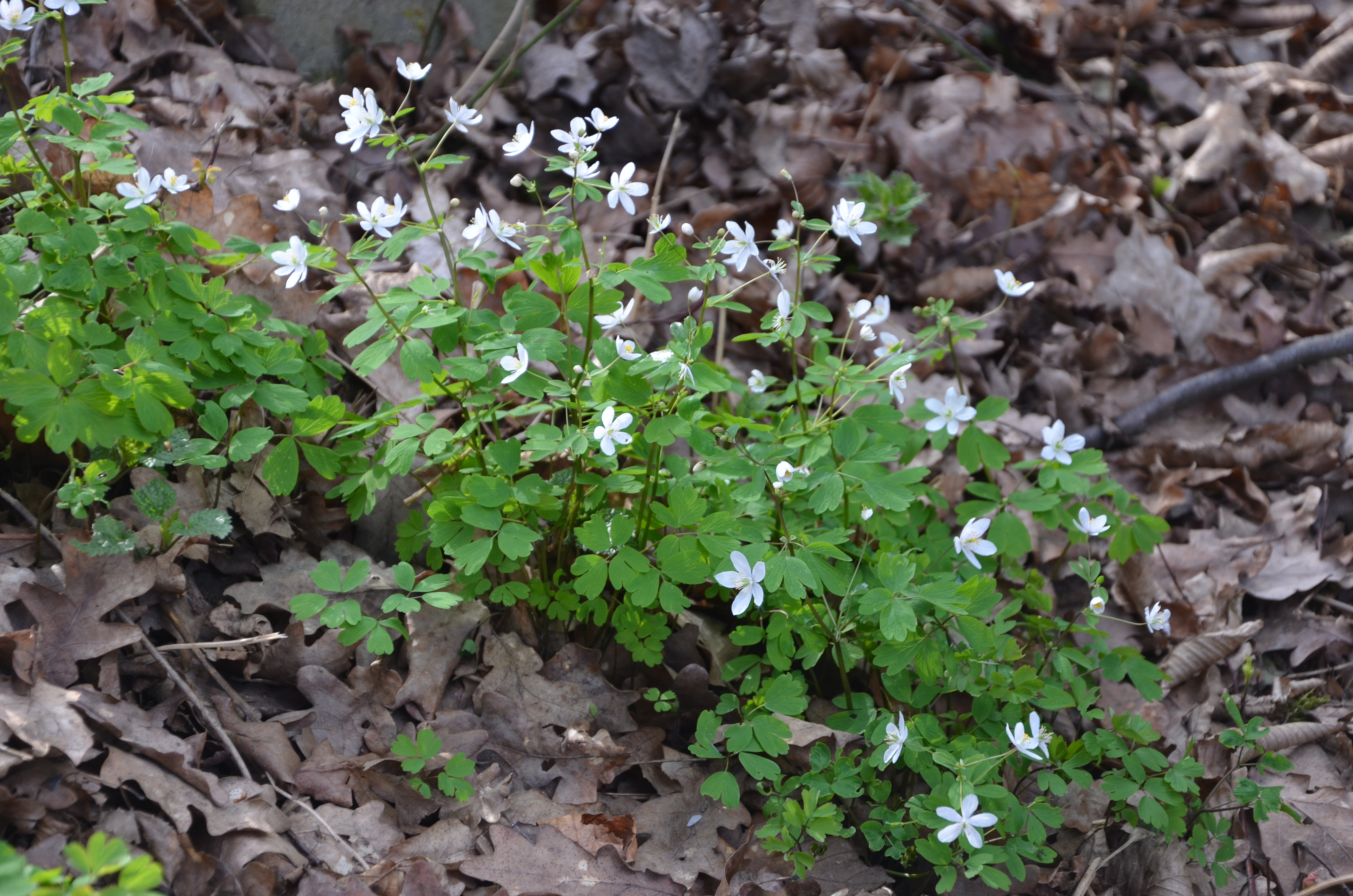 25032016201128 2798 art 1423 dsc 8235