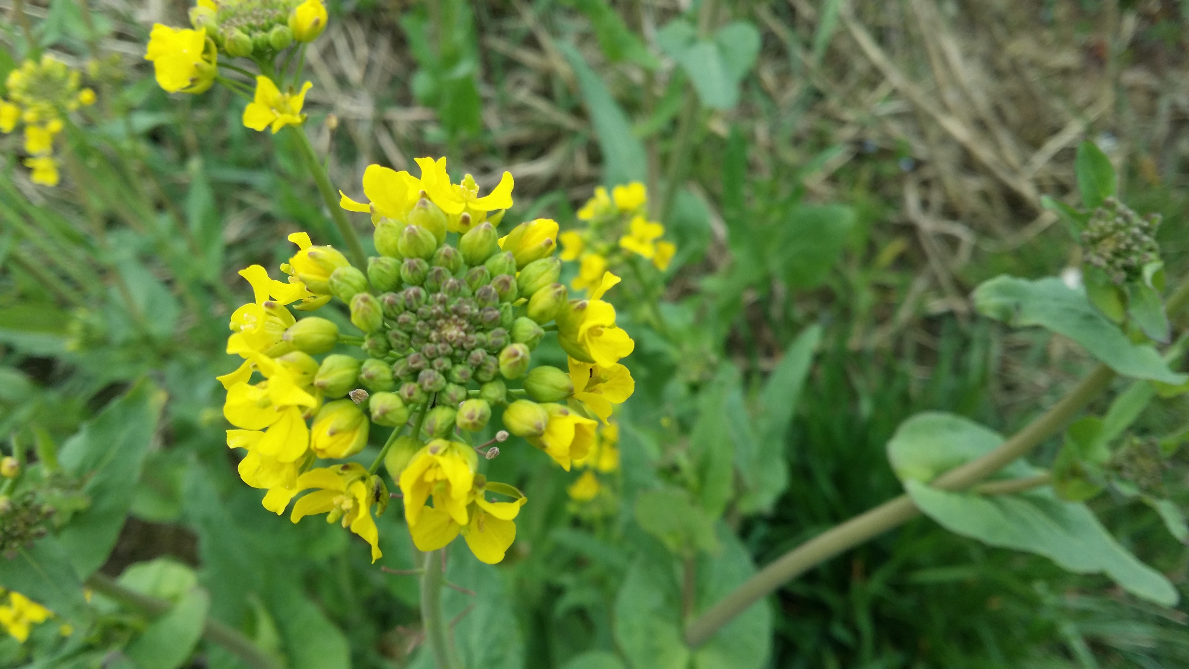 25032016204028 2799 art 1745 20160325 103034