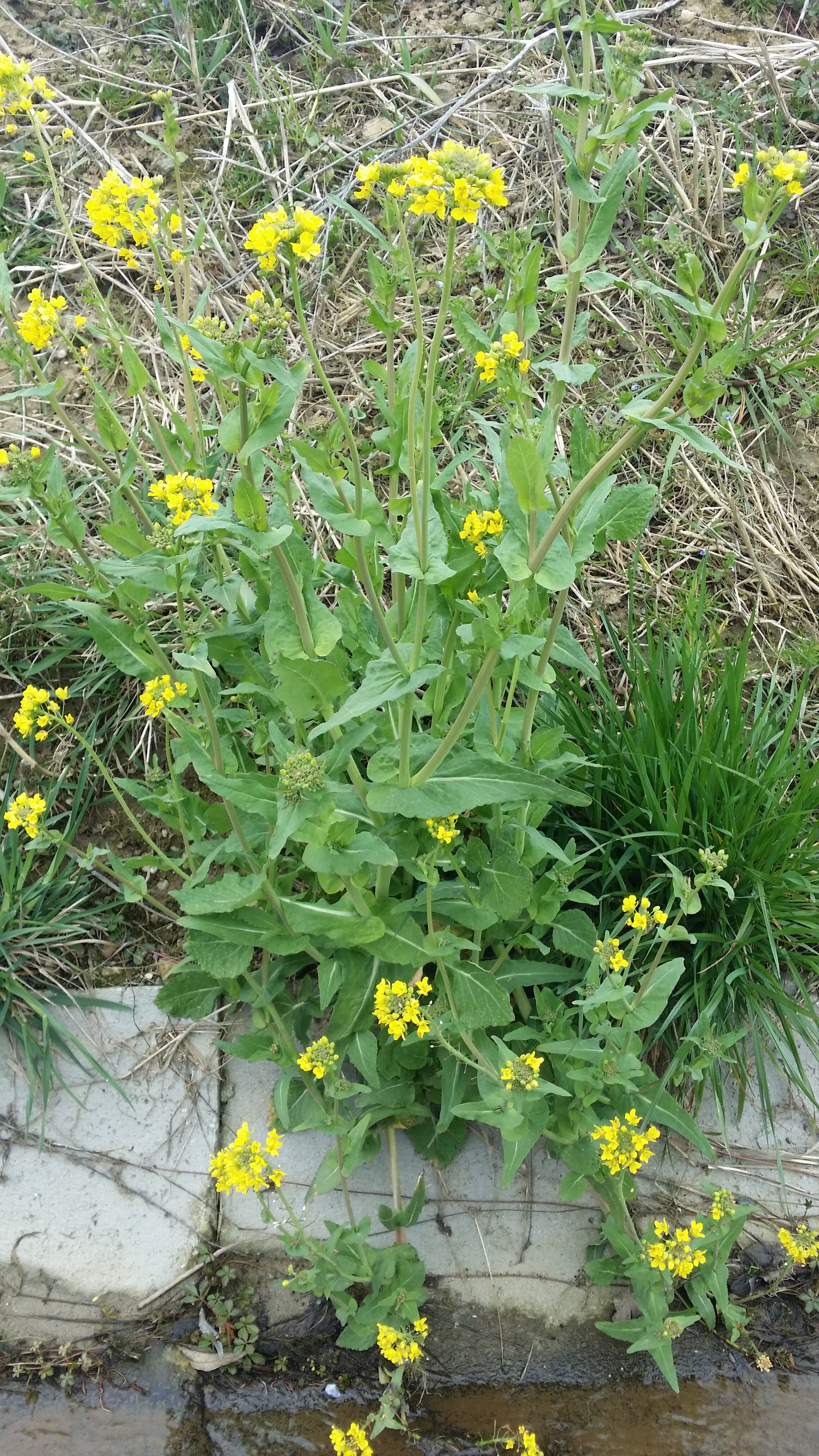 25032016204159 2800 art 1745 20160325 103022