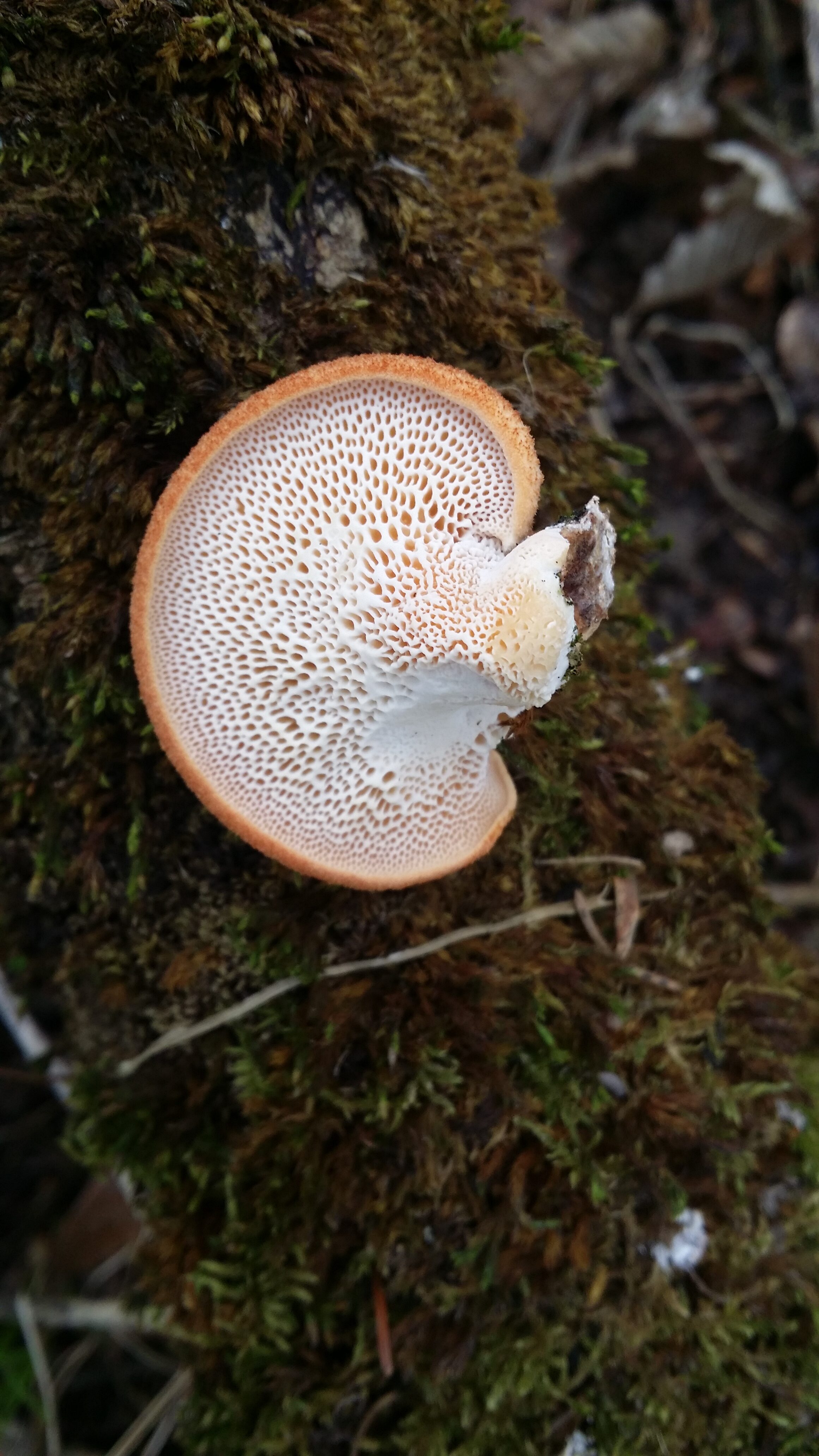 25032016210032 2804 art 1031 20160324 141055