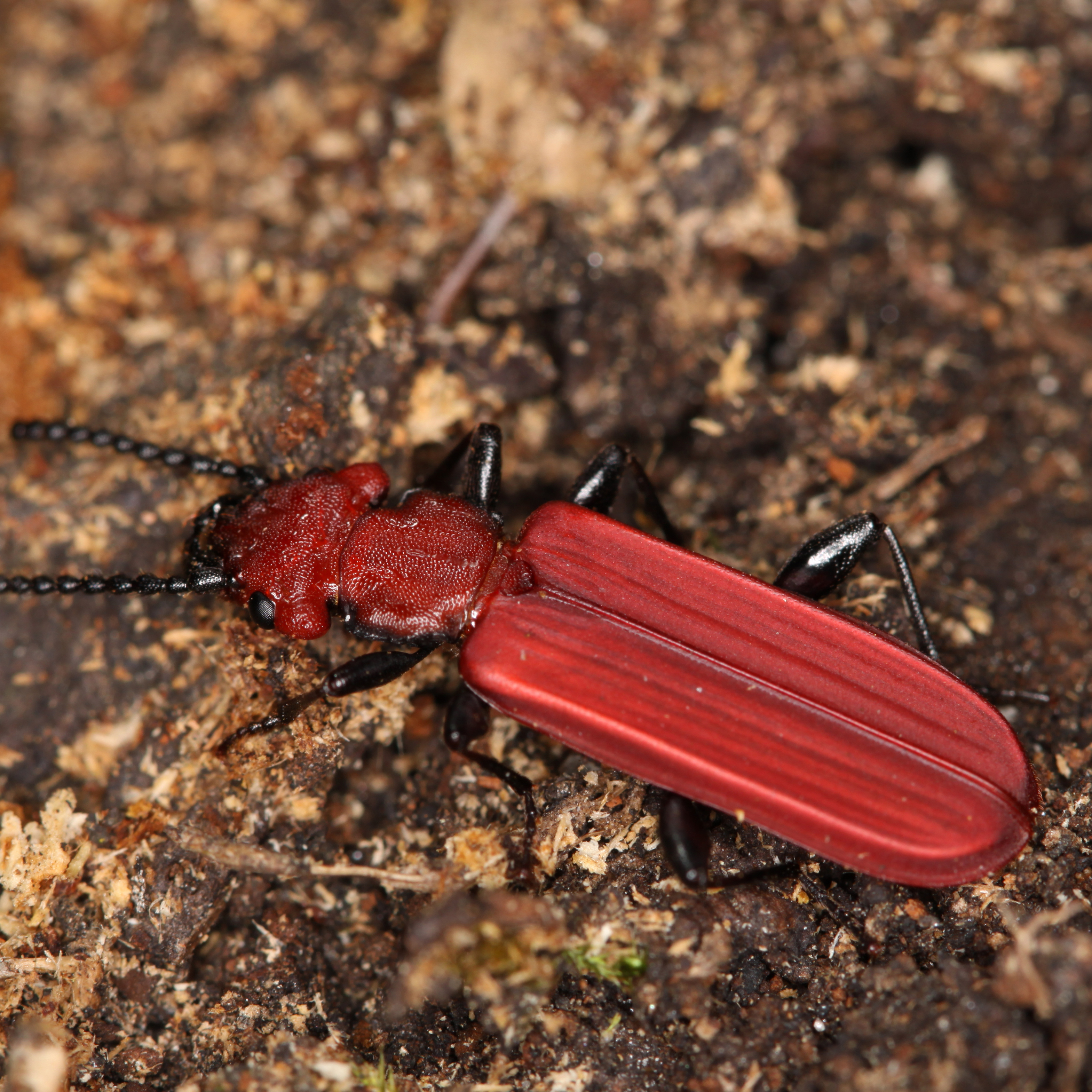 25042013182236 76 art 66 cucujus cinnaberinus 6