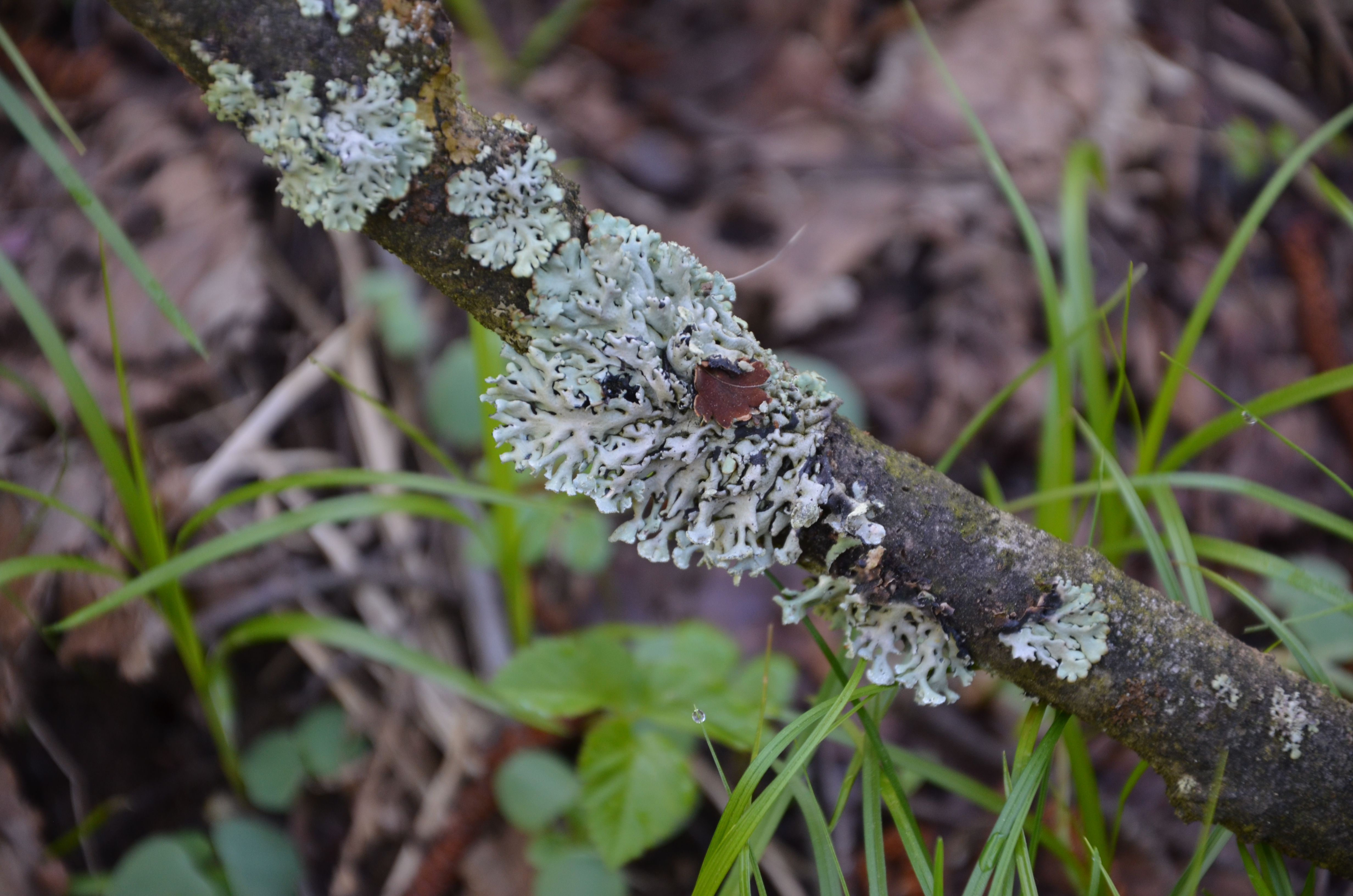 25042013223246 78 art 83 hypogymnia physodes