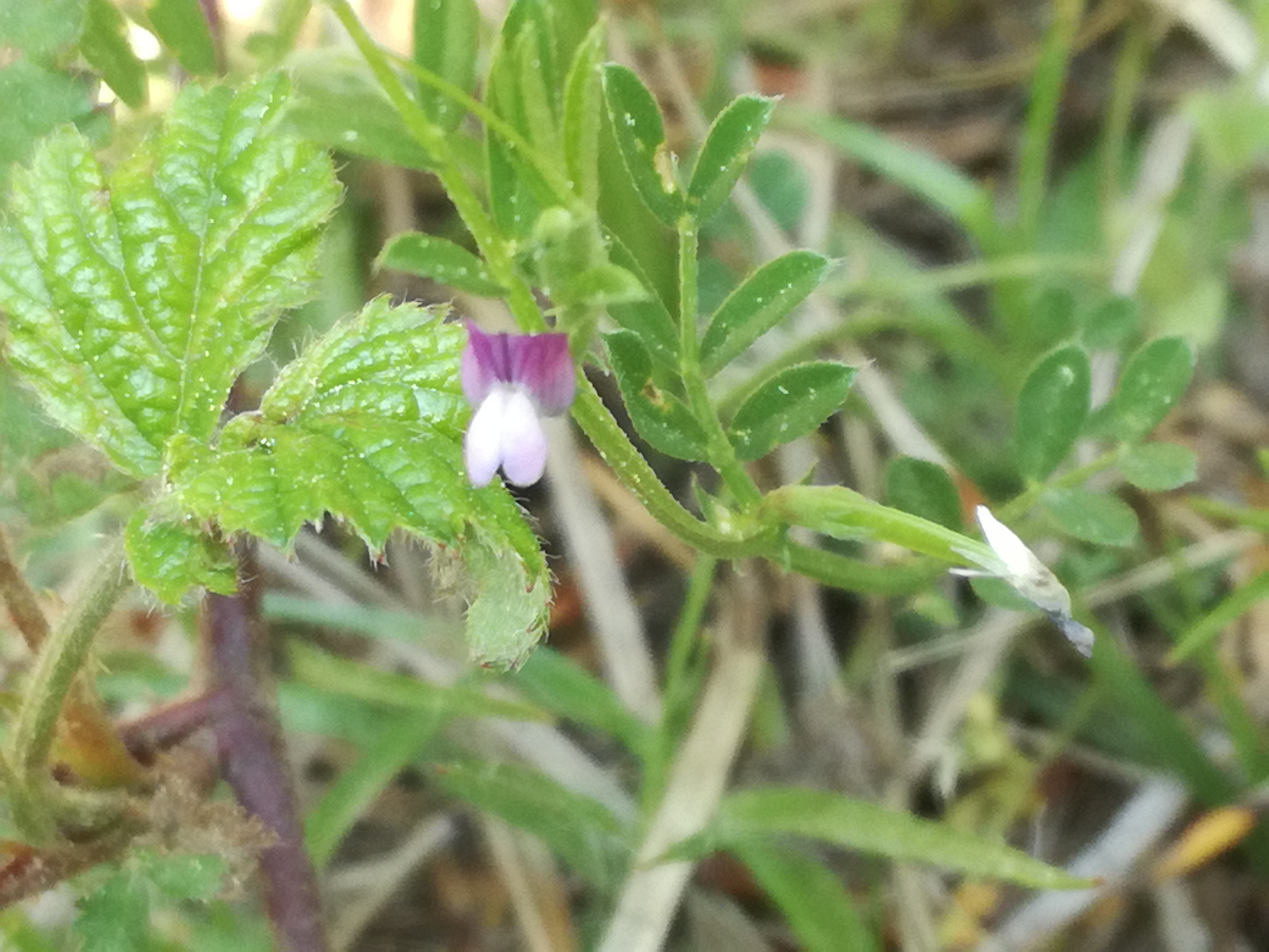 25042018200224 3537 art 2123 img 20180424 142716