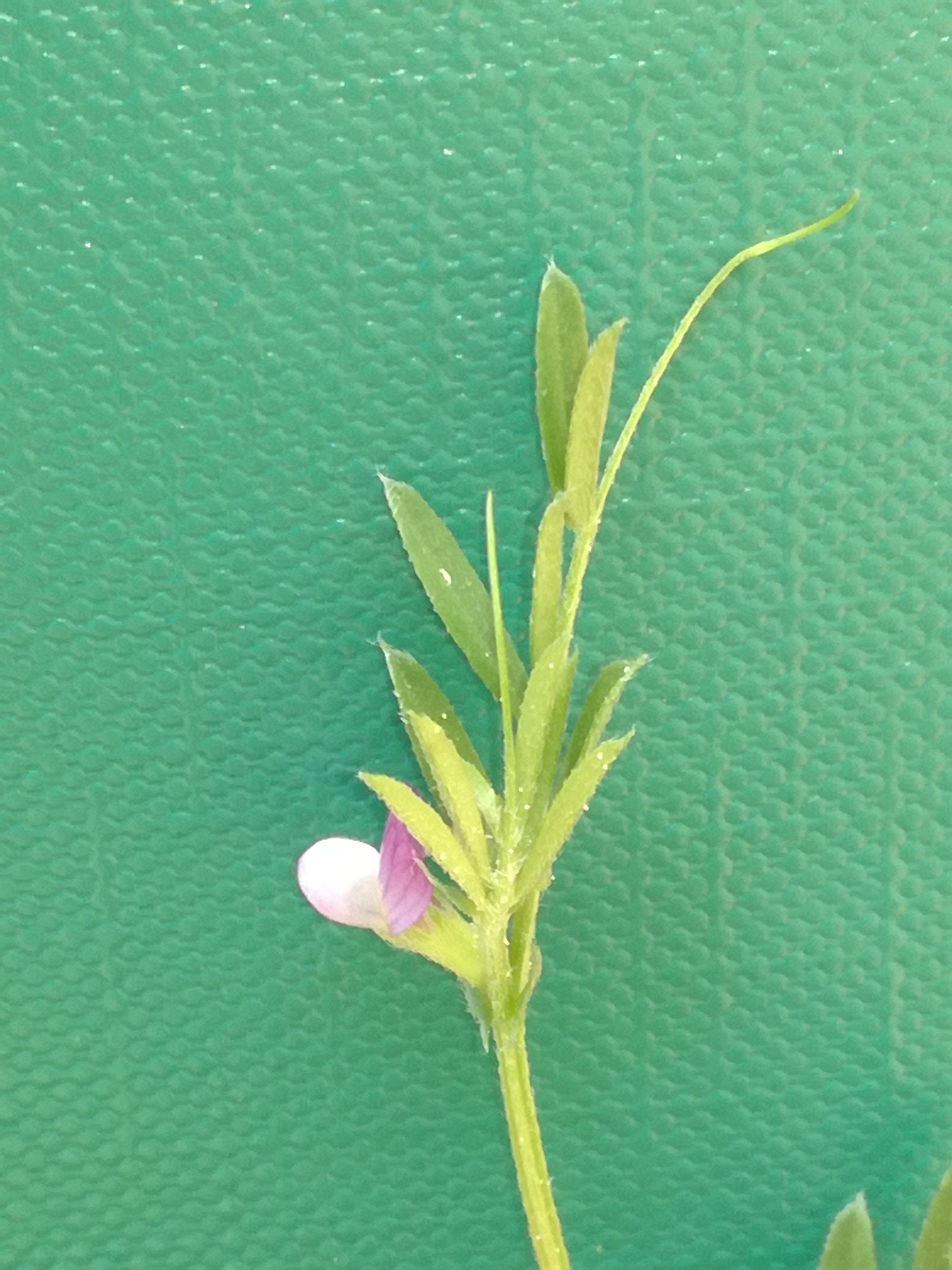 25042018200318 3538 art 2123 img 20180424 142849