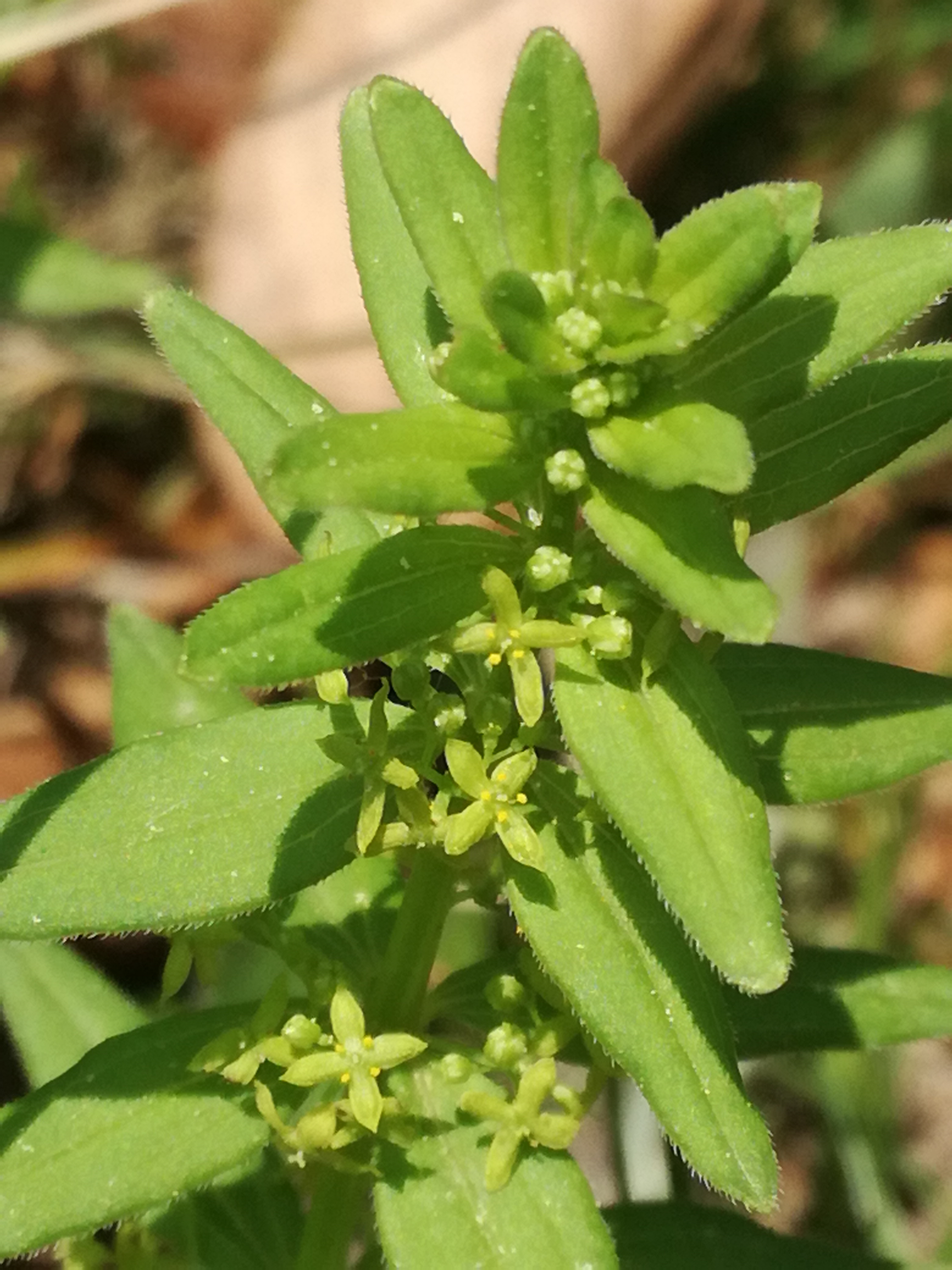 25042018200430 3539 art 1448 img 20180424 142927