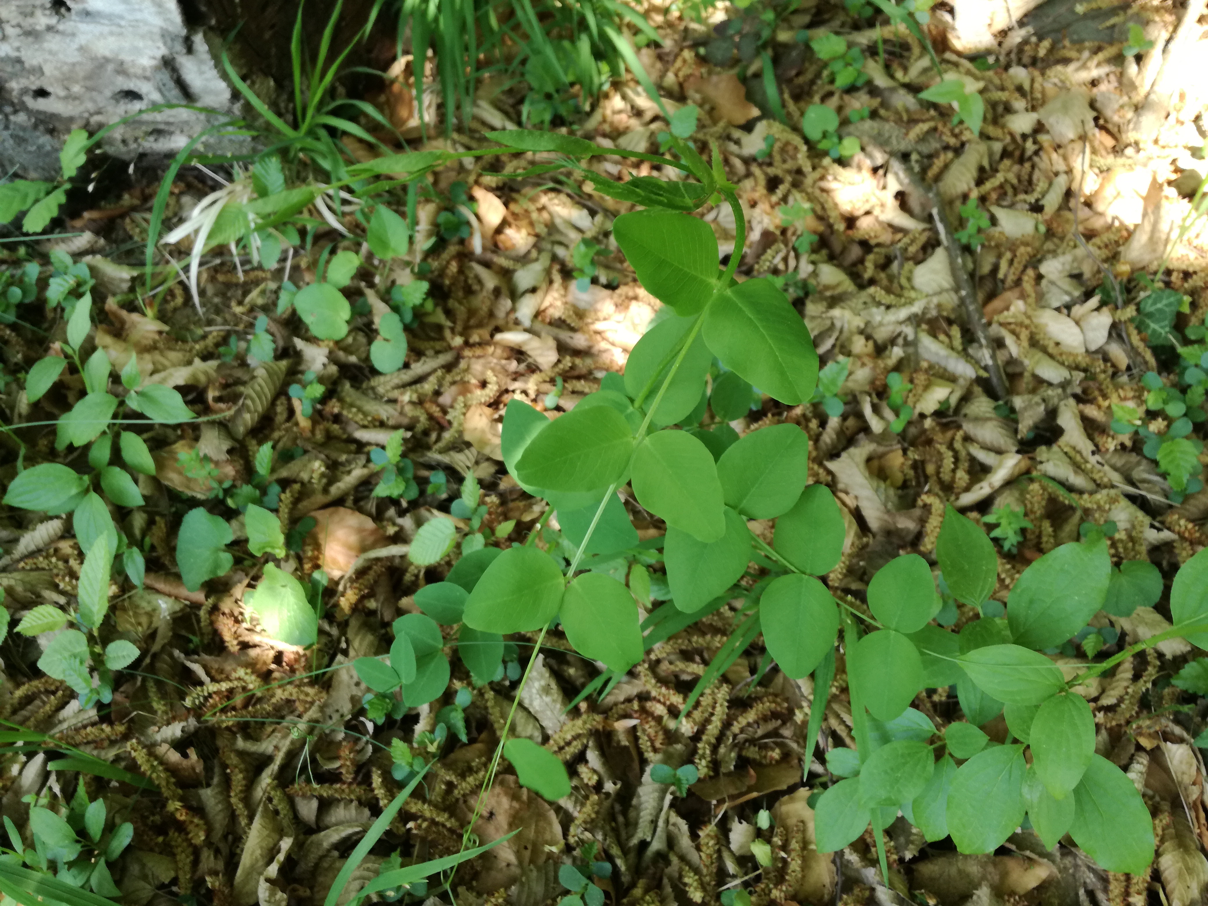 25042018202041 3540 art 2124 img 20180424 143437