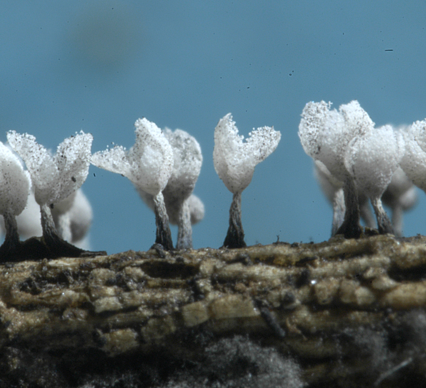 25052013123945 724 art 522 phy compressum 5435 13 kopie