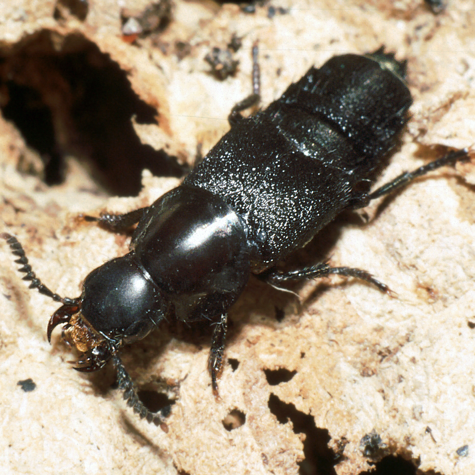 25052013194443 725 art 691 velleius dilatatus