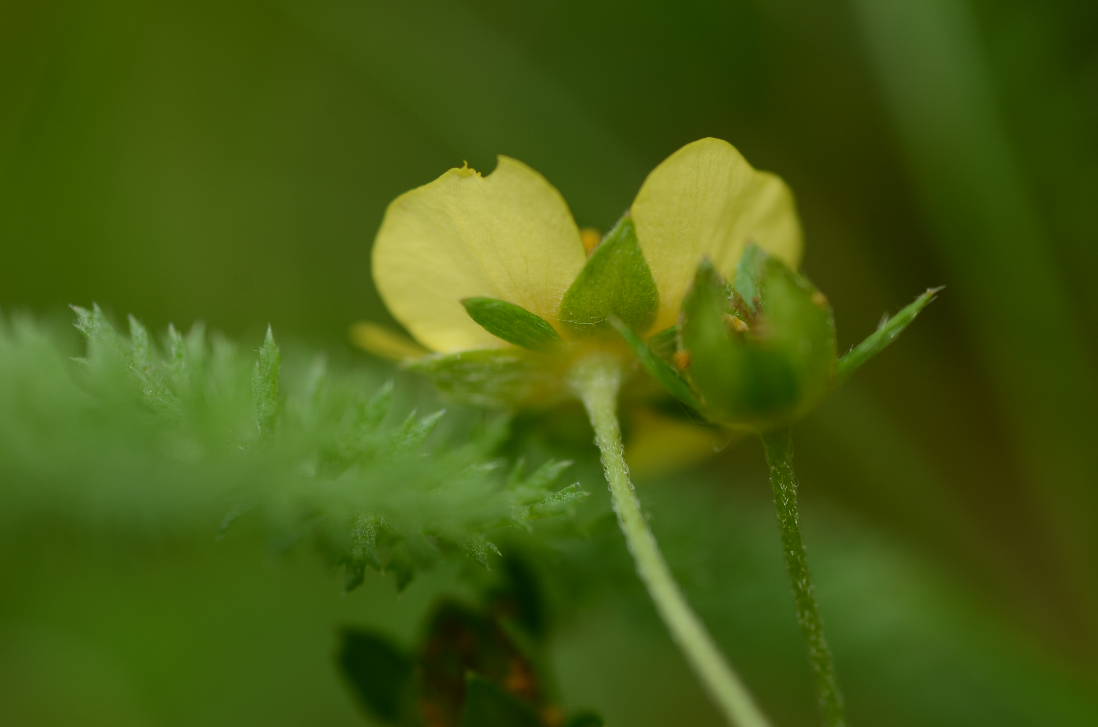 25052014152639 2363 art 1073 dsc 4865