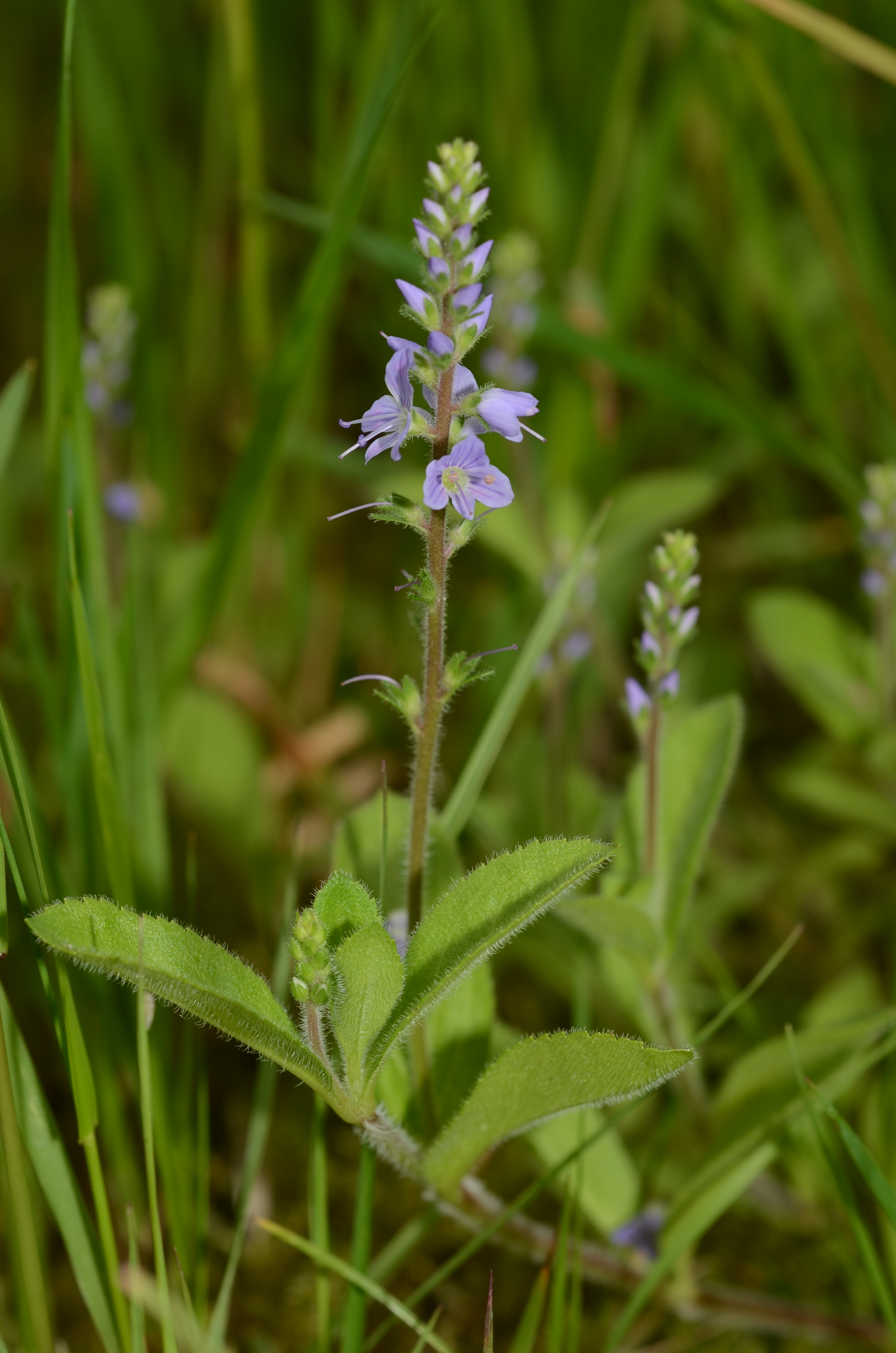 25052014154505 2364 art 1490 dsc 4851