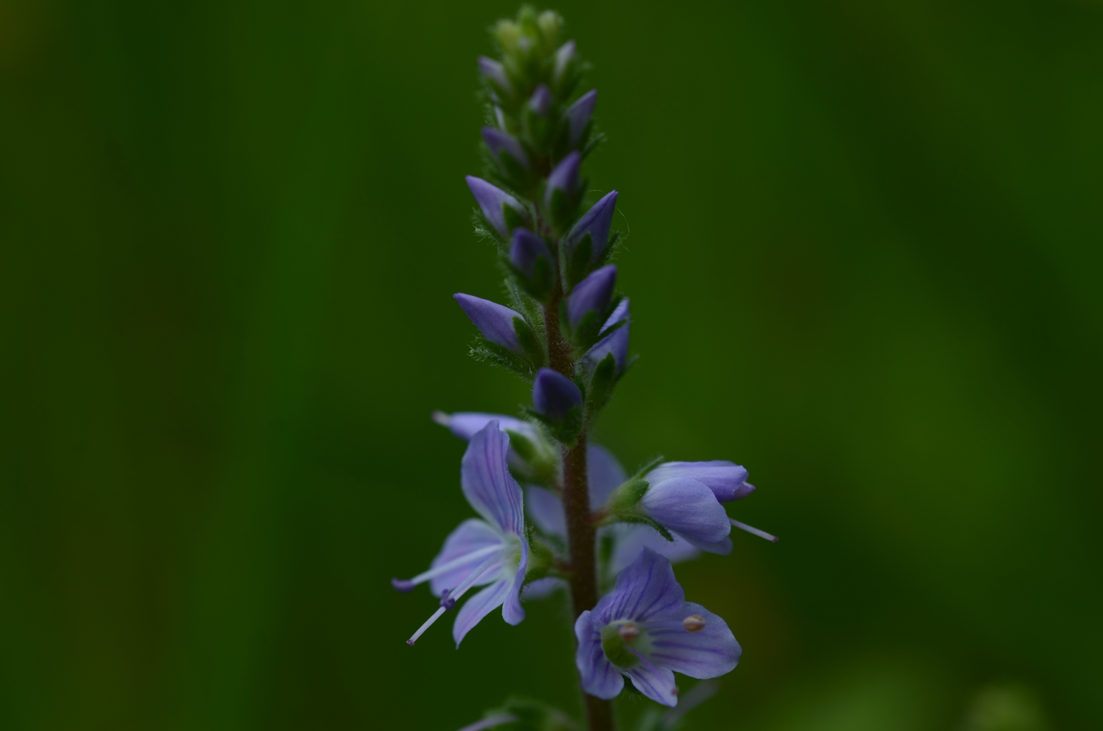 25052014154648 2365 art 1490 dsc 4848