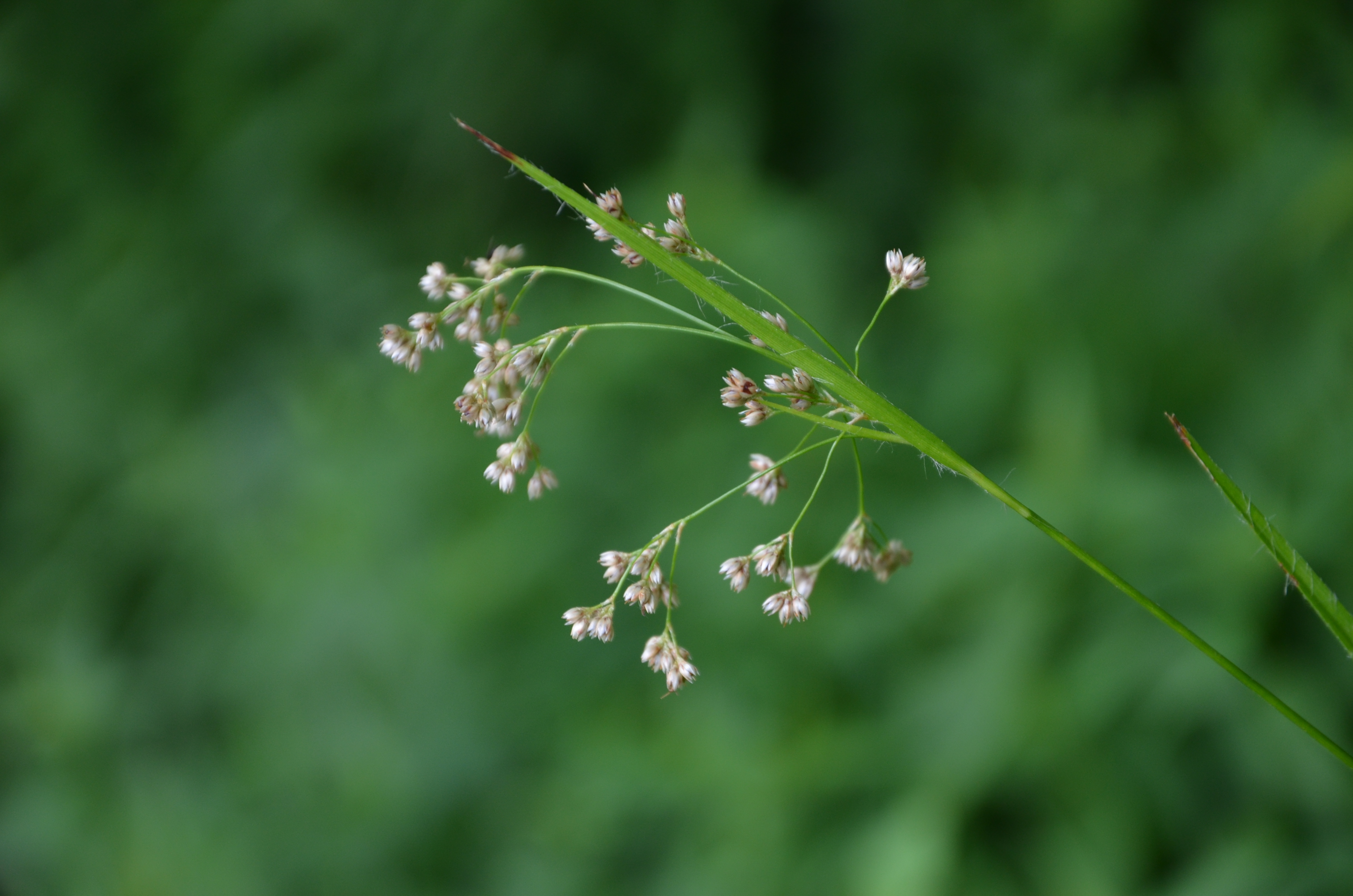 25052014155616 2366 art 476 dsc 4757