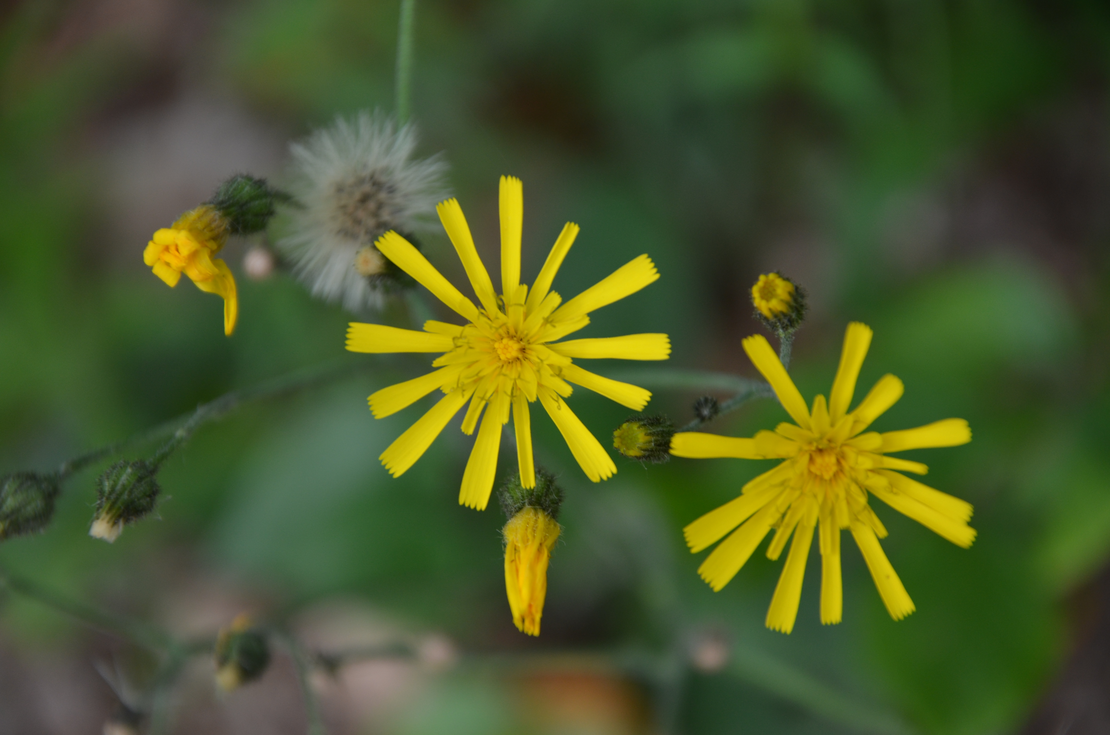 25052014160808 2367 art 479 dsc 4755