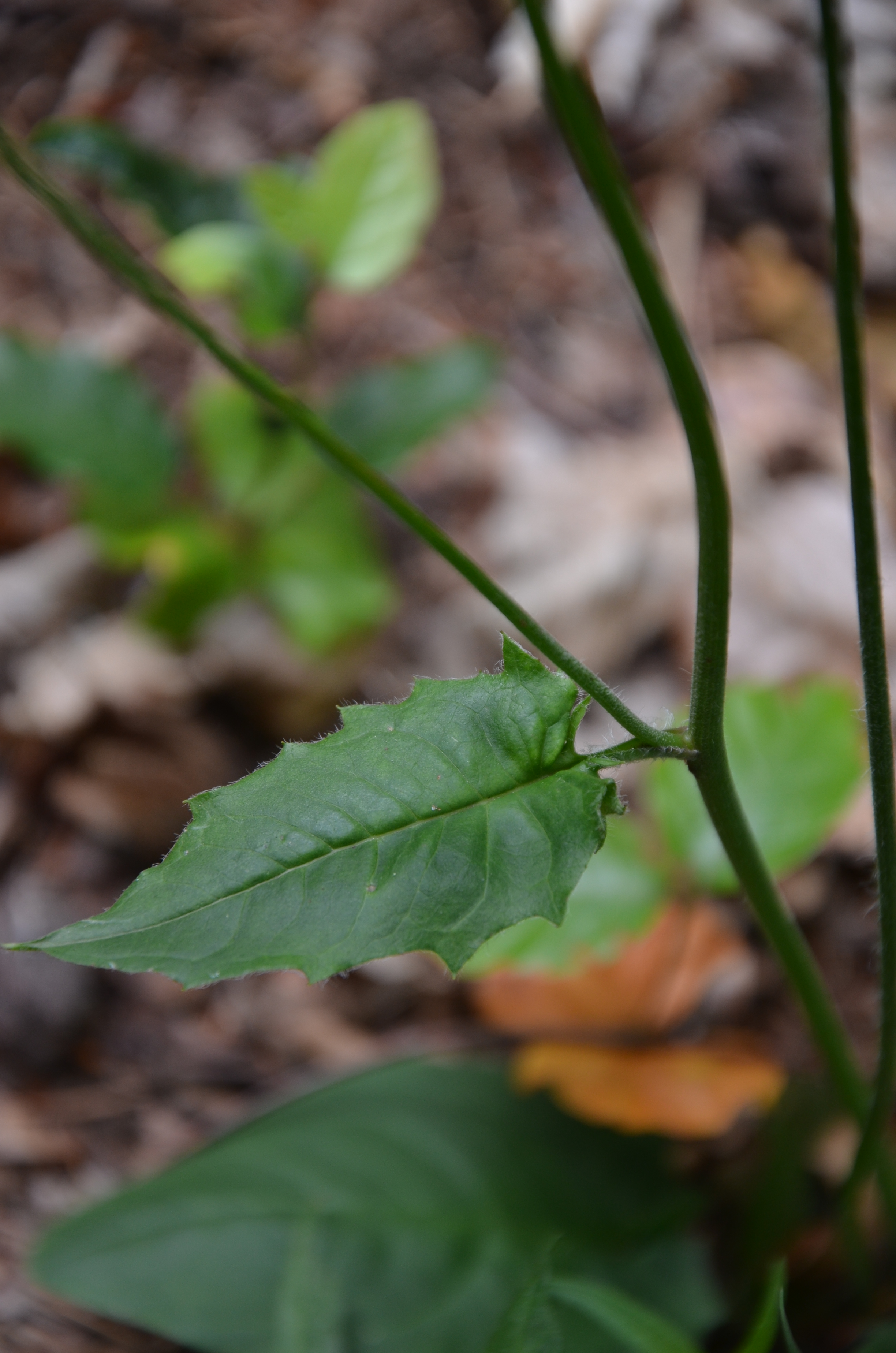 25052014161049 2368 art 479 dsc 4753