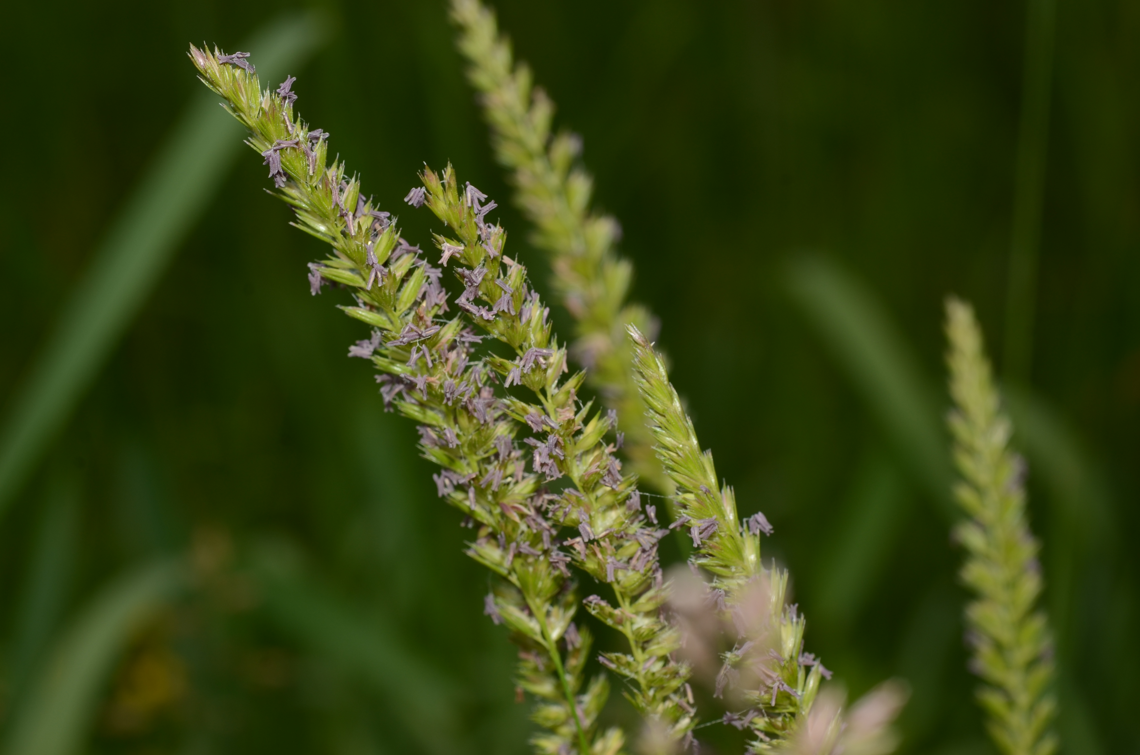 25052014162346 2369 art 1491 dsc 4800