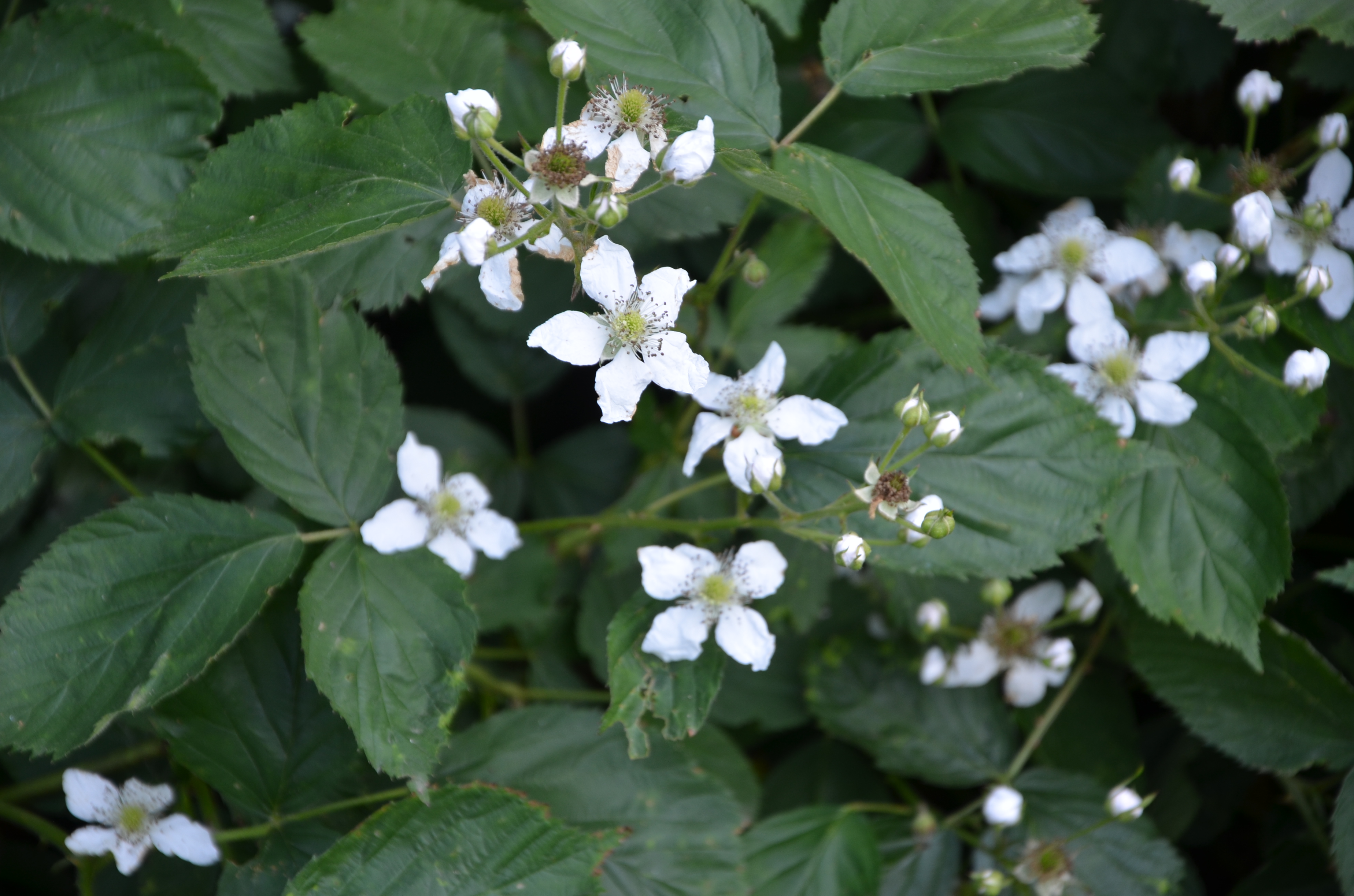 25052014164531 2370 art 1492 dsc 4772