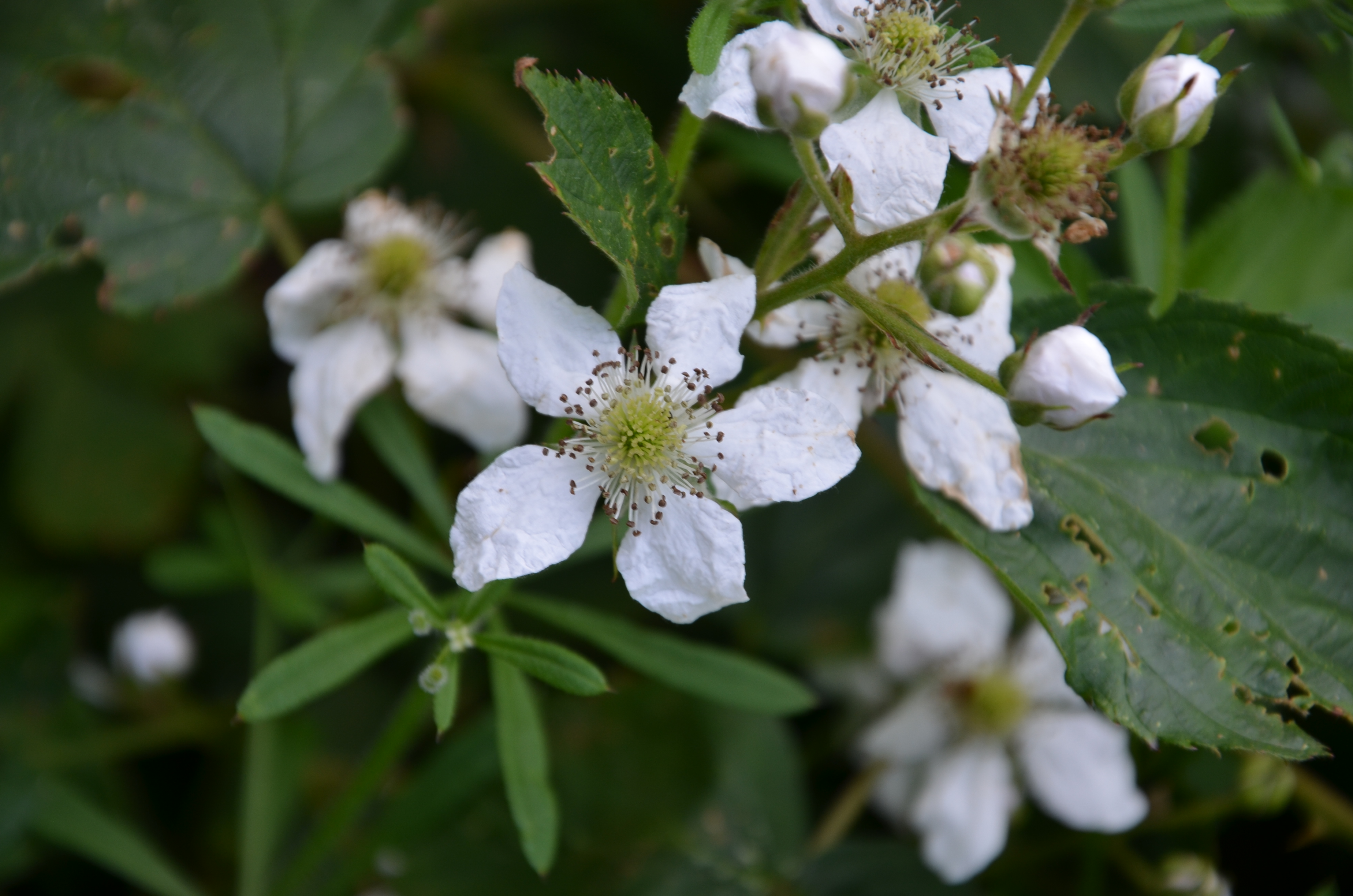 25052014164727 2371 art 1492 dsc 4777