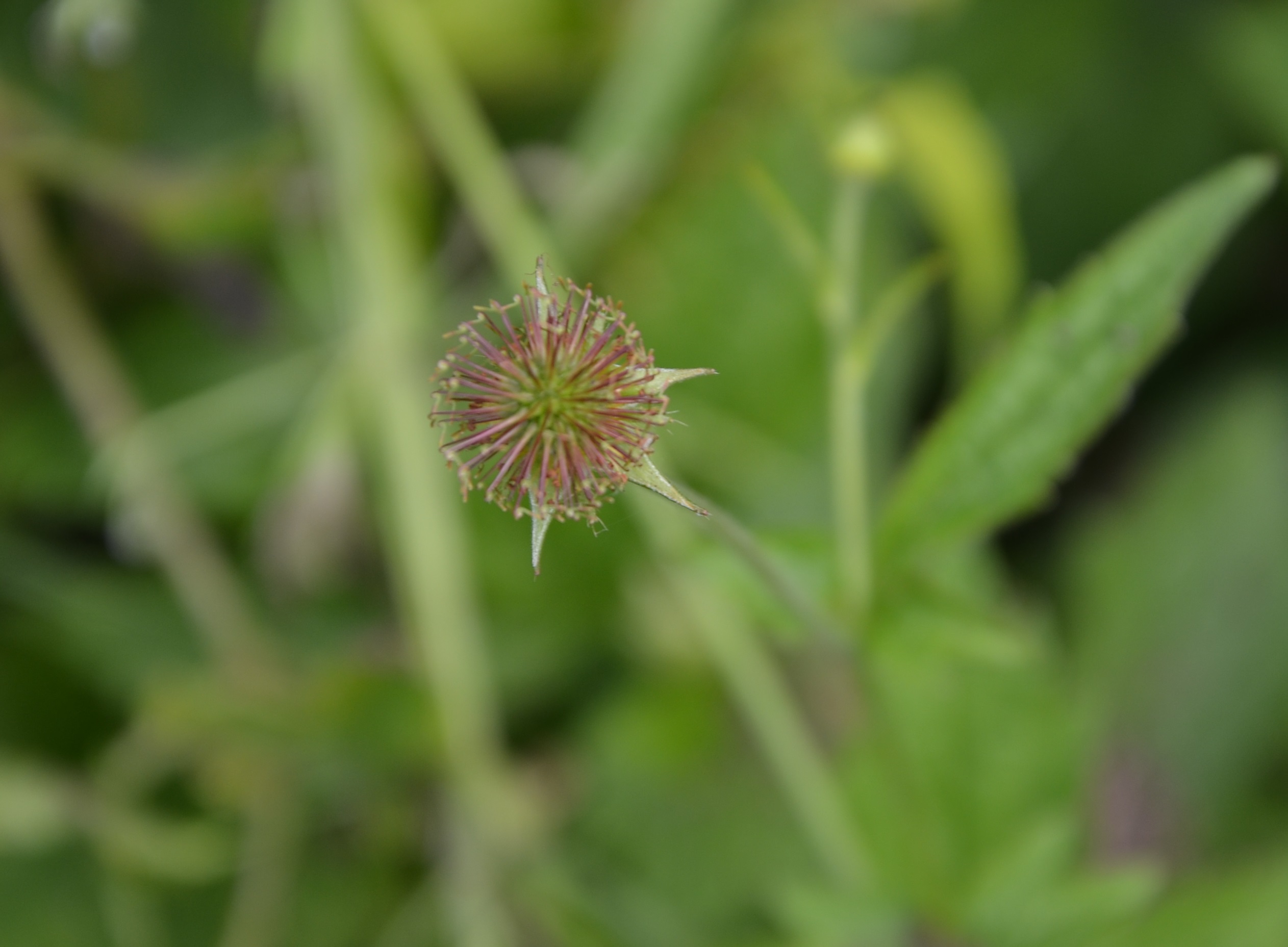 25052014170438 2372 art 1493 nelkenwurz fruchte