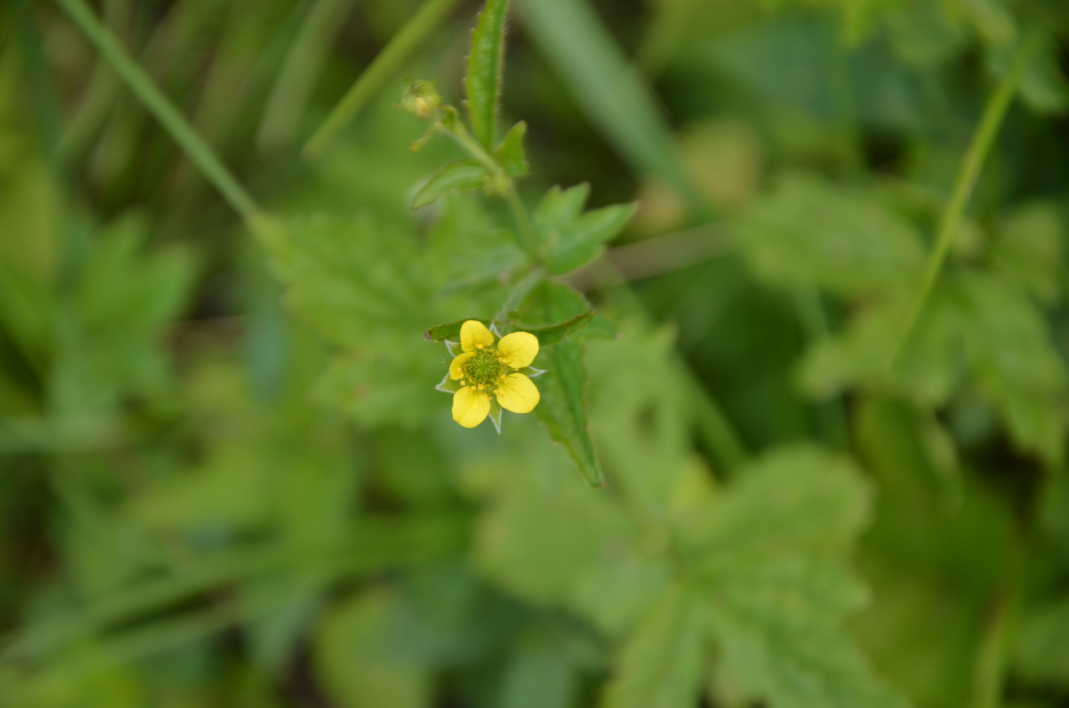 25052014170628 2373 art 1493 dsc 4781