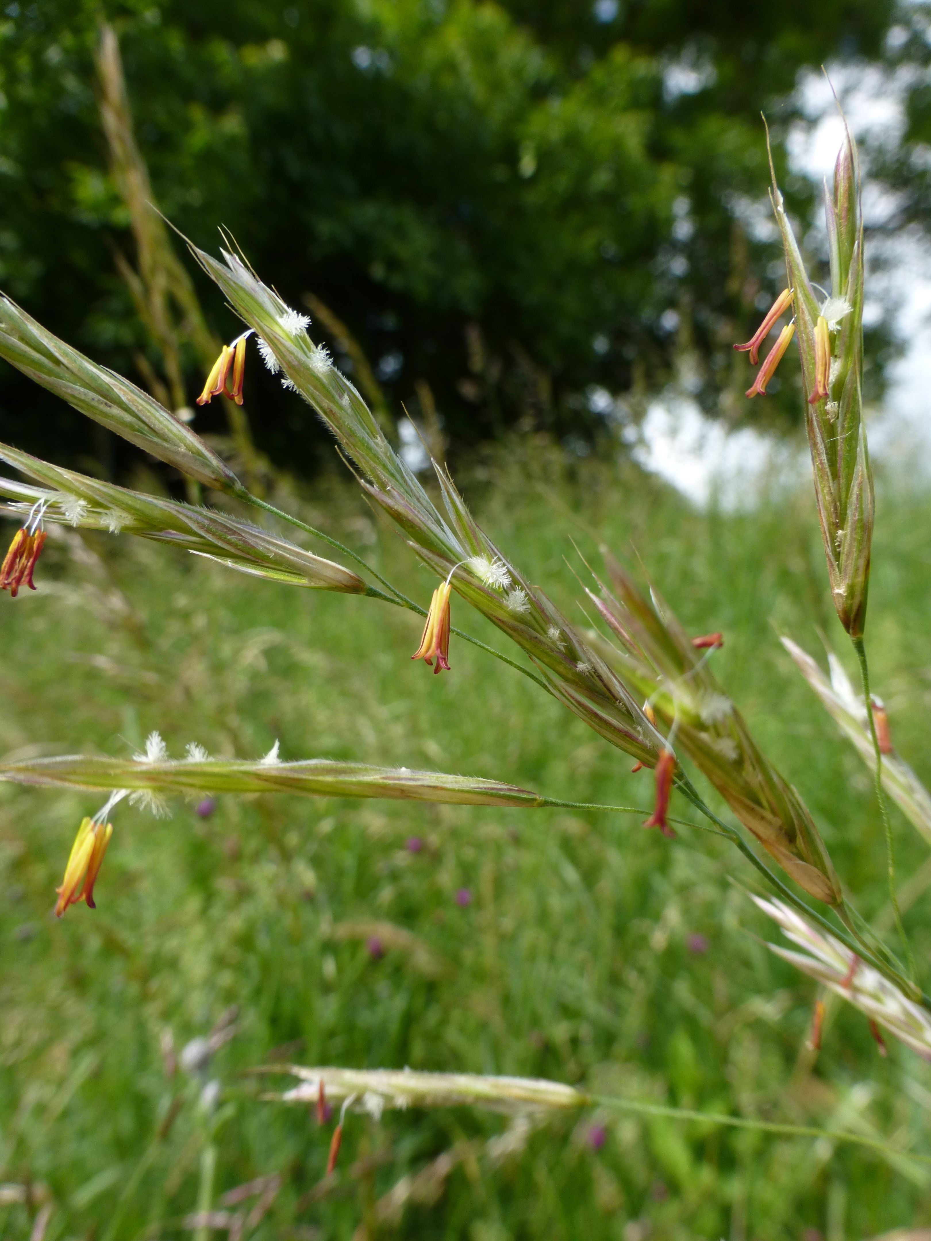 25052014202104 2377 art 549 bromus erectus 10