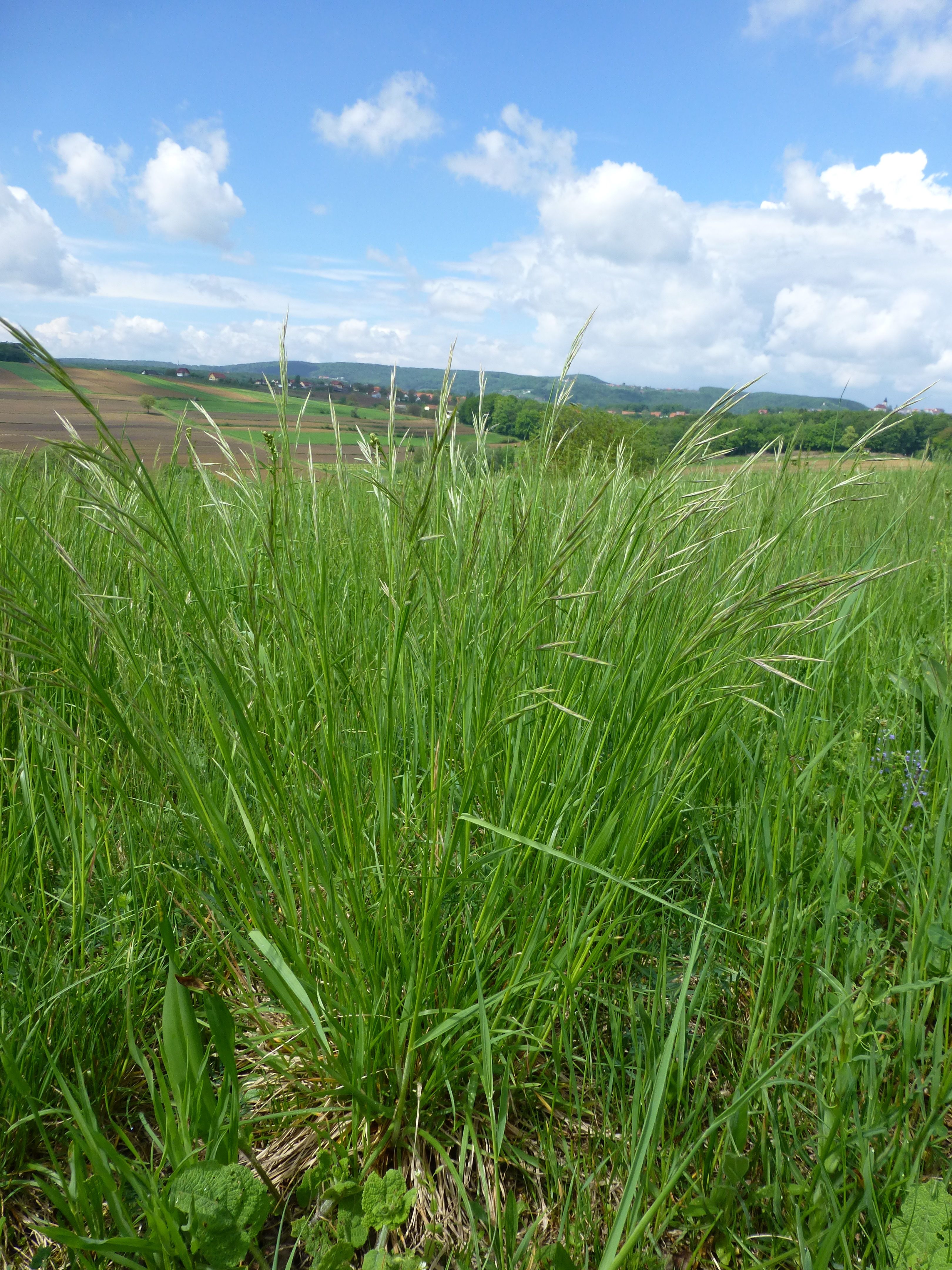 25052014202145 2378 art 549 bromus erectus