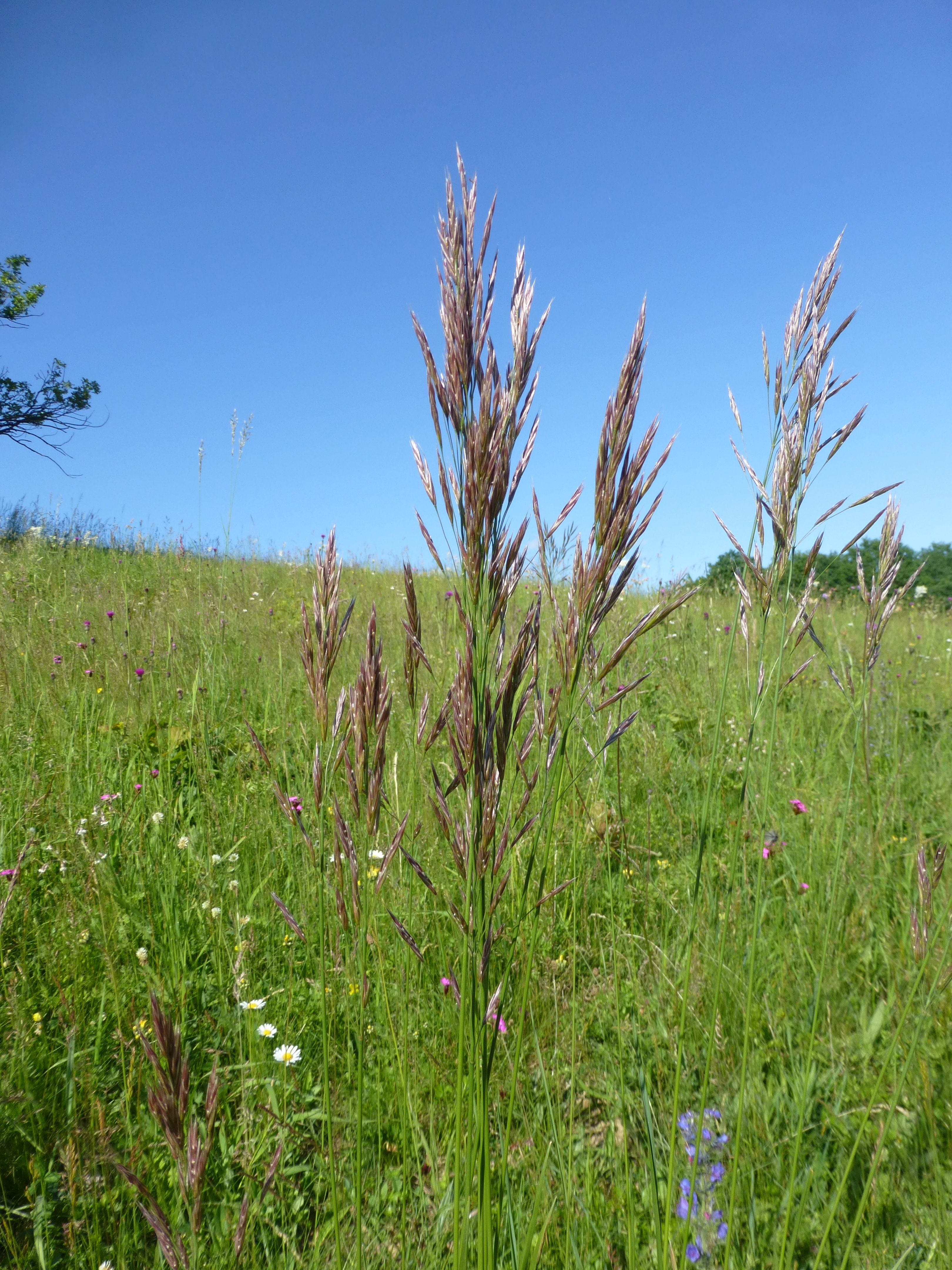 25052014202400 2379 art 549 bromus erectus 7