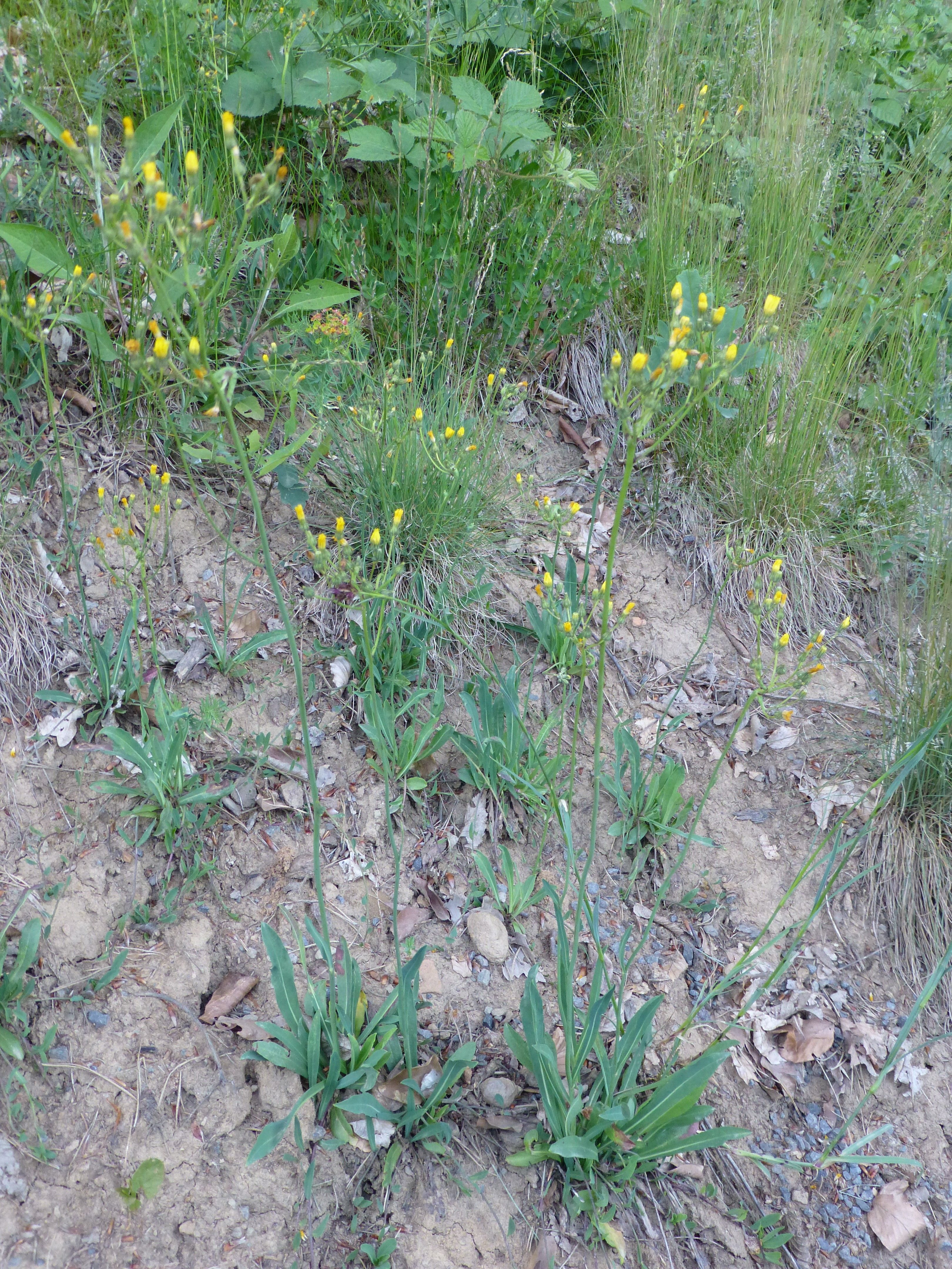 25052014202547 2380 art 540 hieracium bauhinii 10