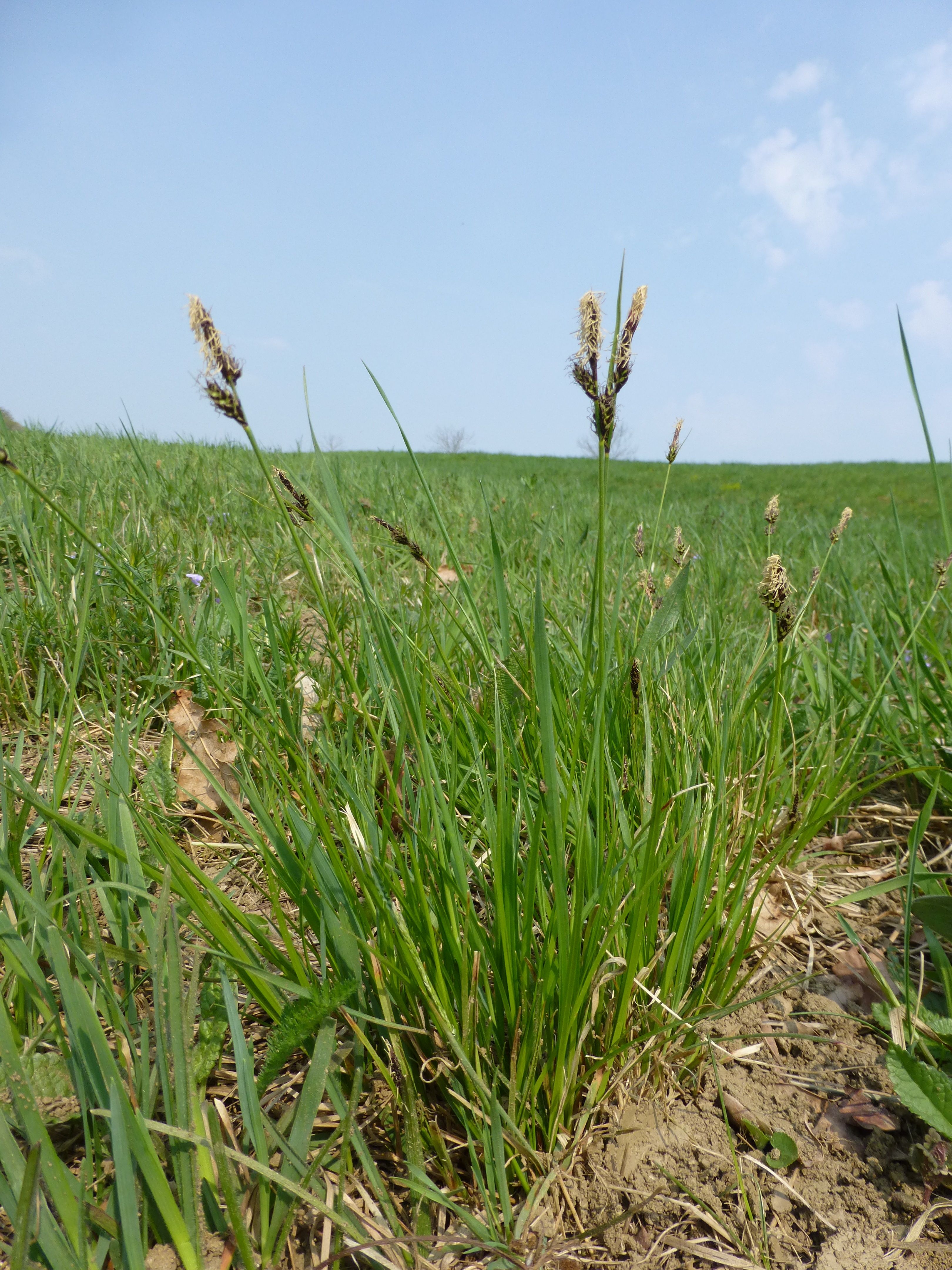 25052014202706 2381 art 547 carex montana