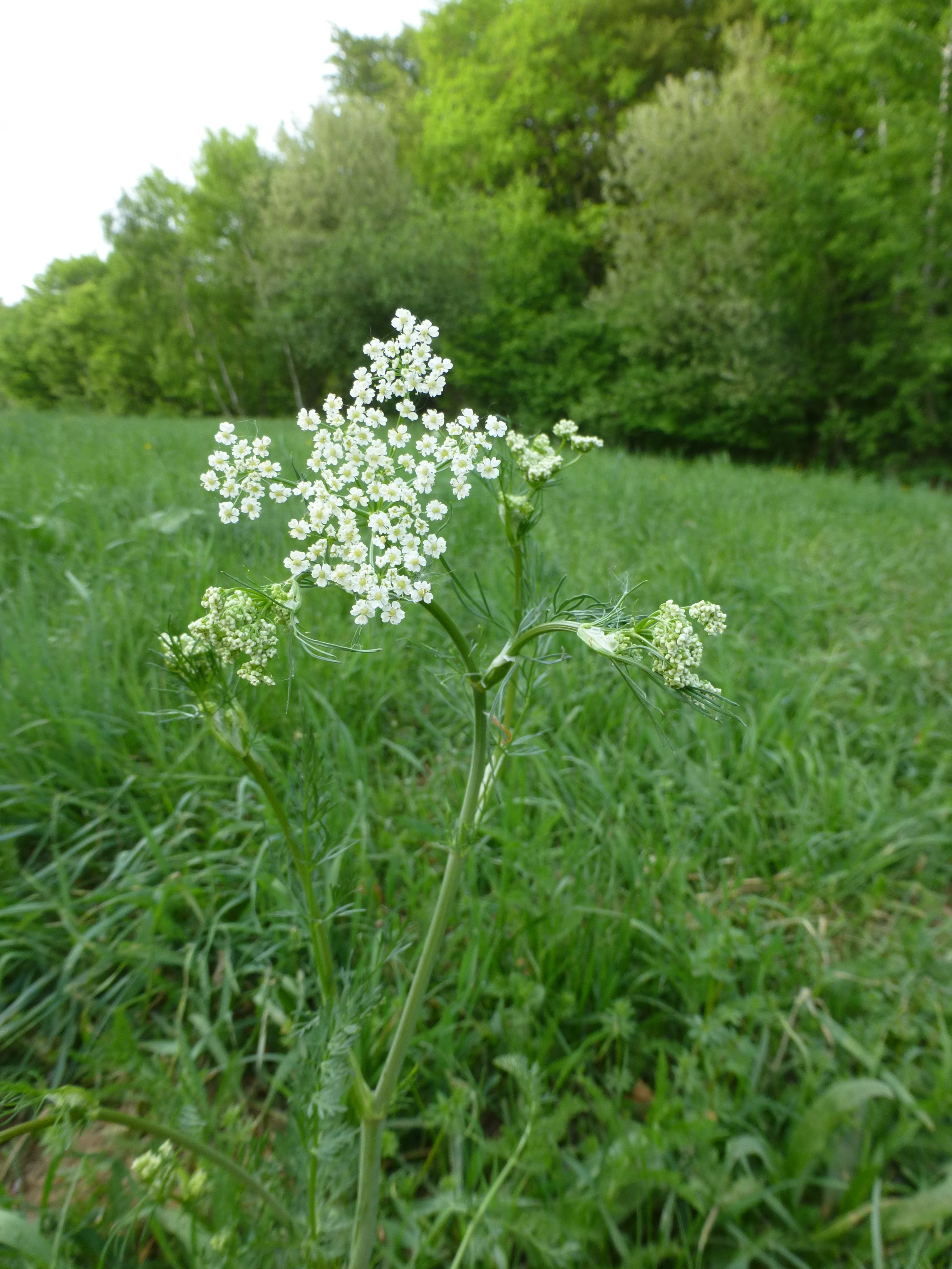 25052014202845 2382 art 502 carum carvi 14