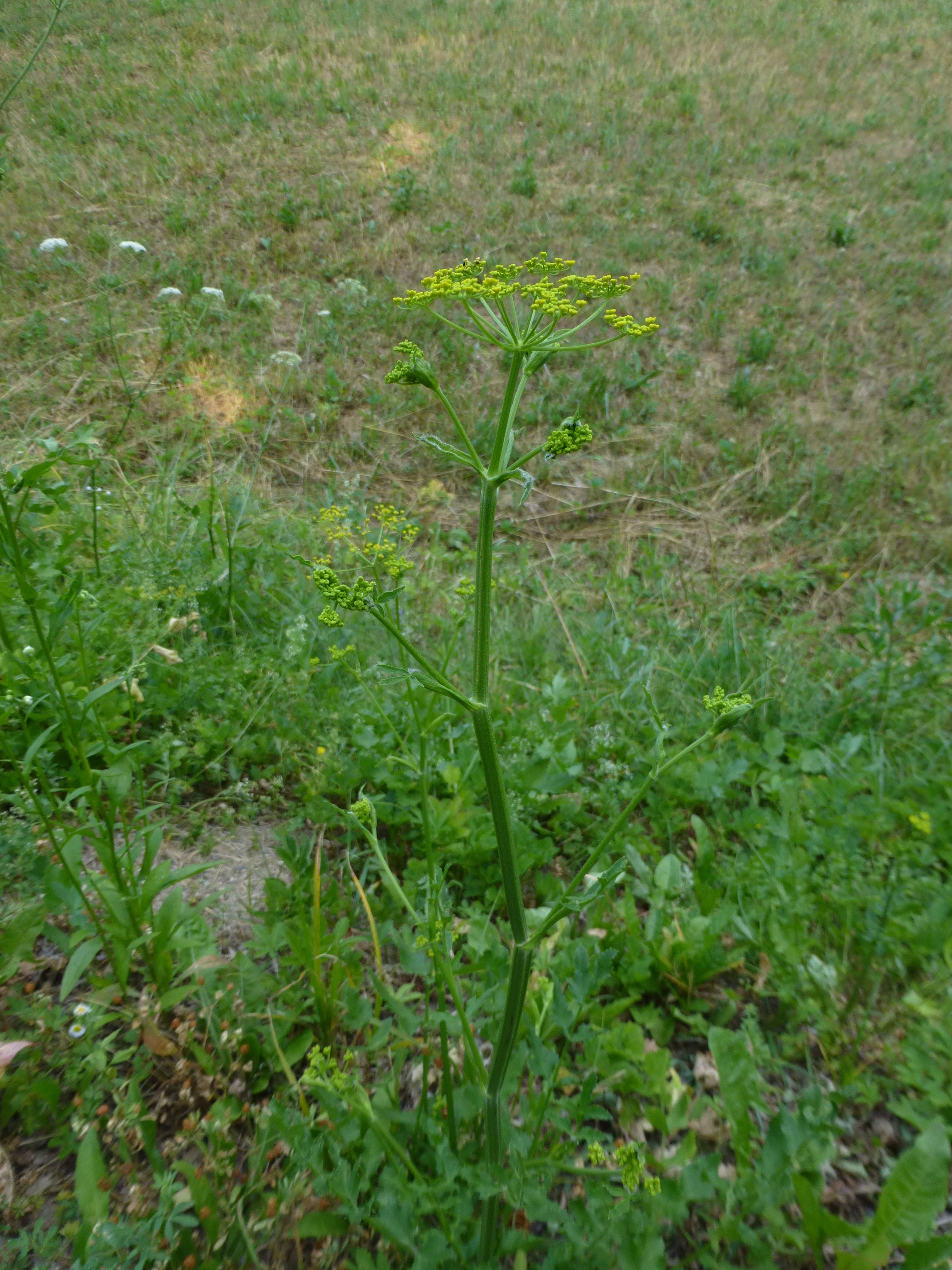 25052014203305 2383 art 501 pastinaca sativa 4