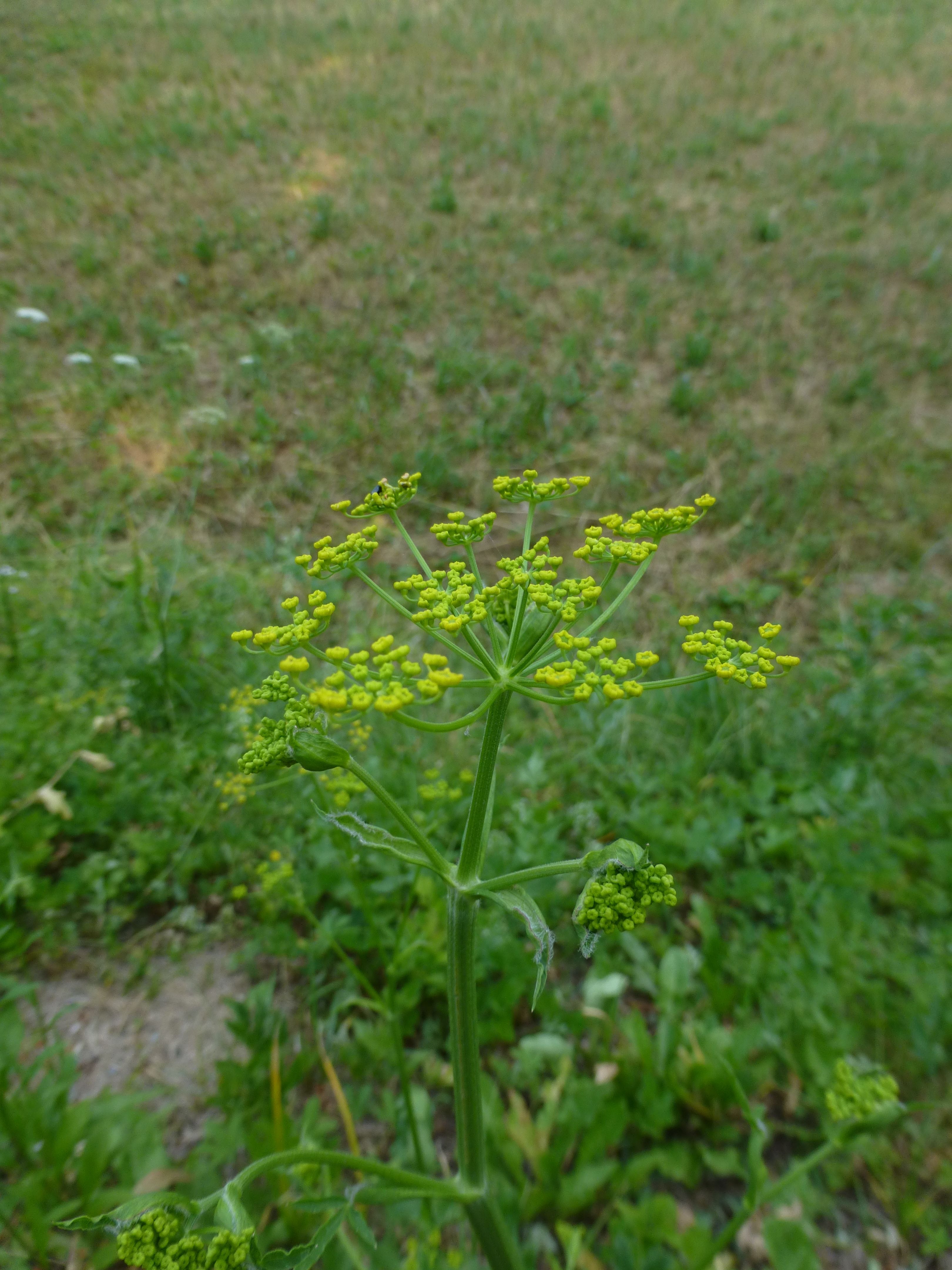 25052014203339 2385 art 501 pastinaca sativa 5