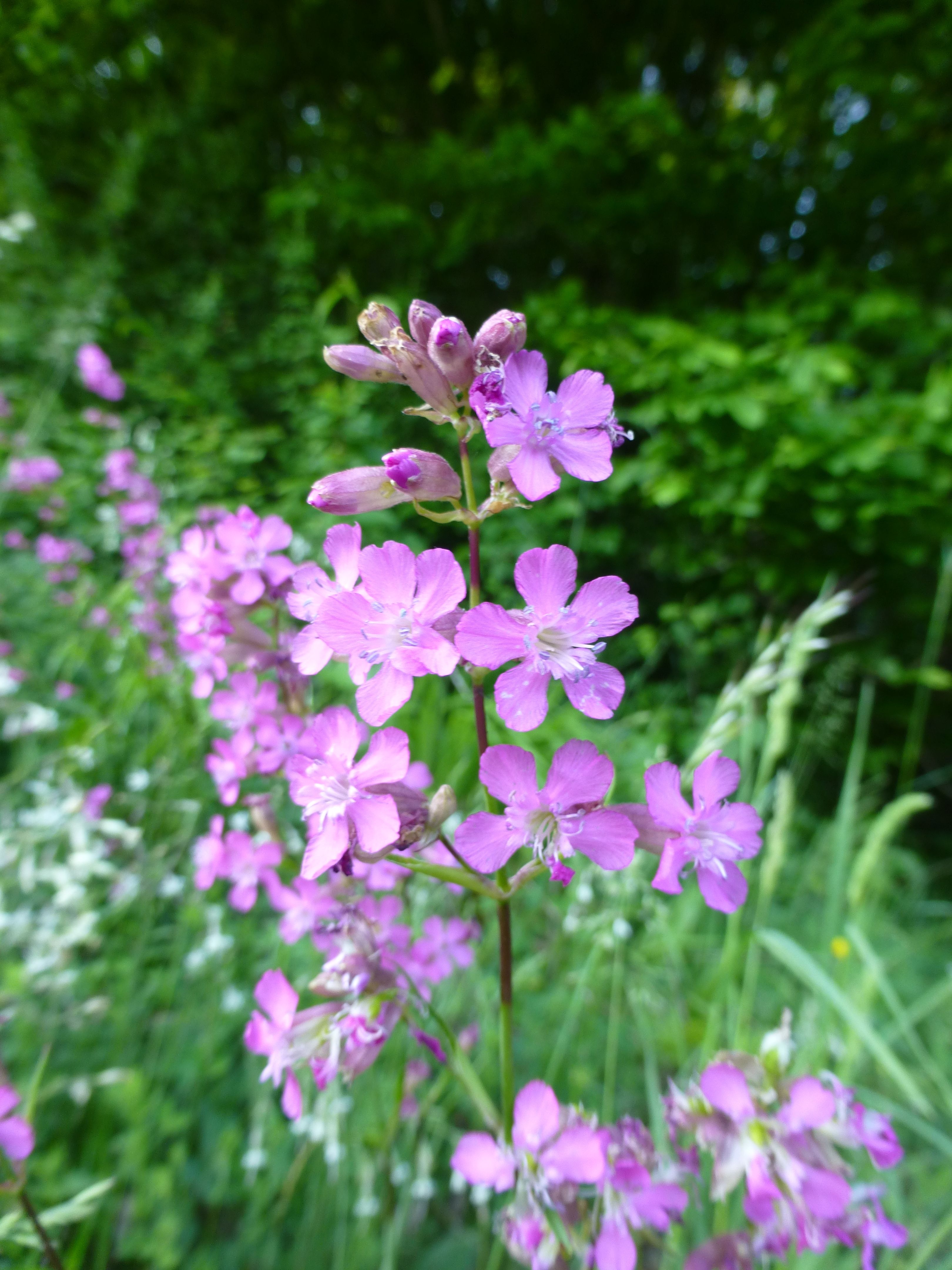 25052014203633 2387 art 541 viscaria vulgaris 1