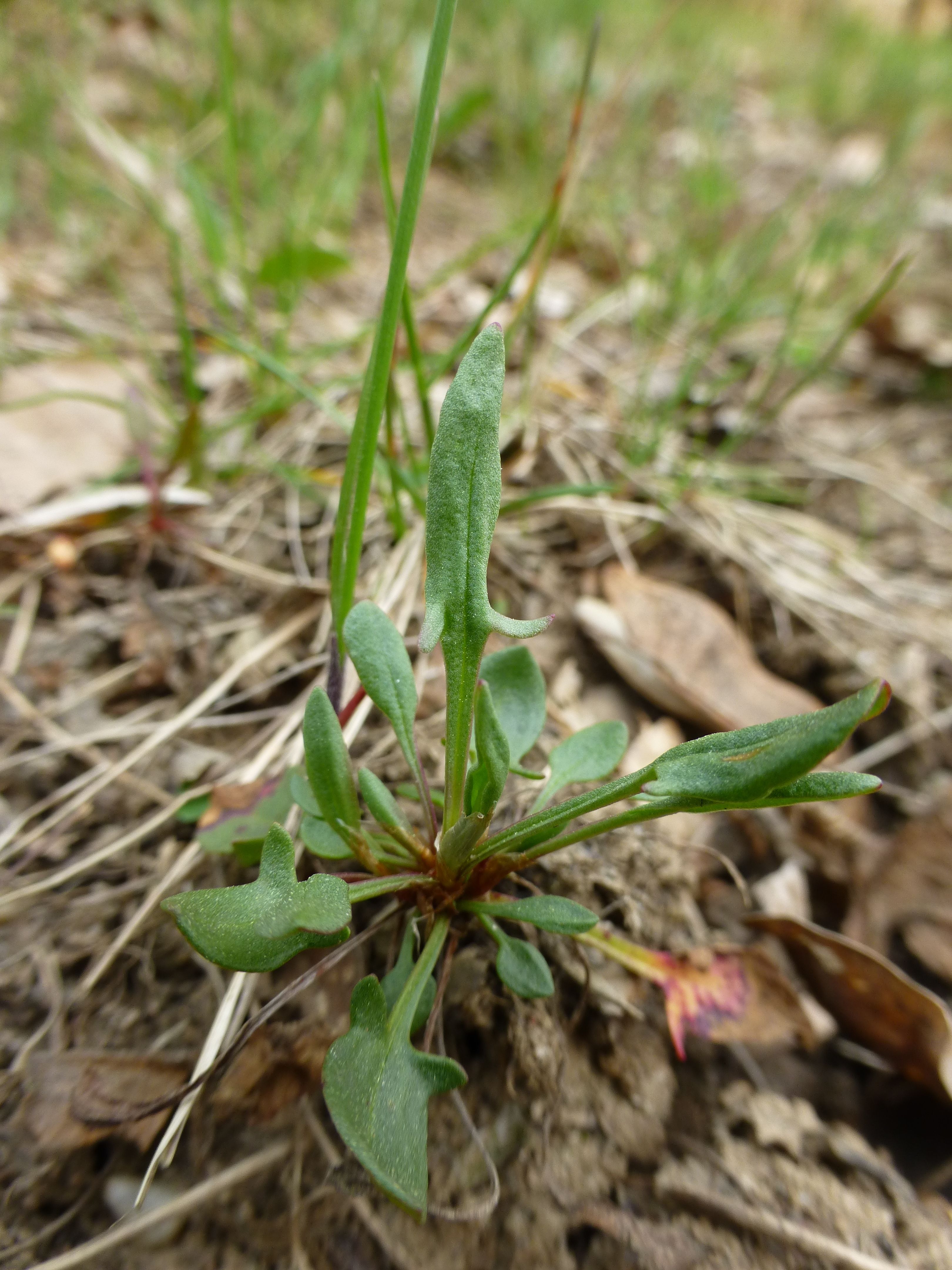 25052014203852 2389 art 542 rumex acetosella 4
