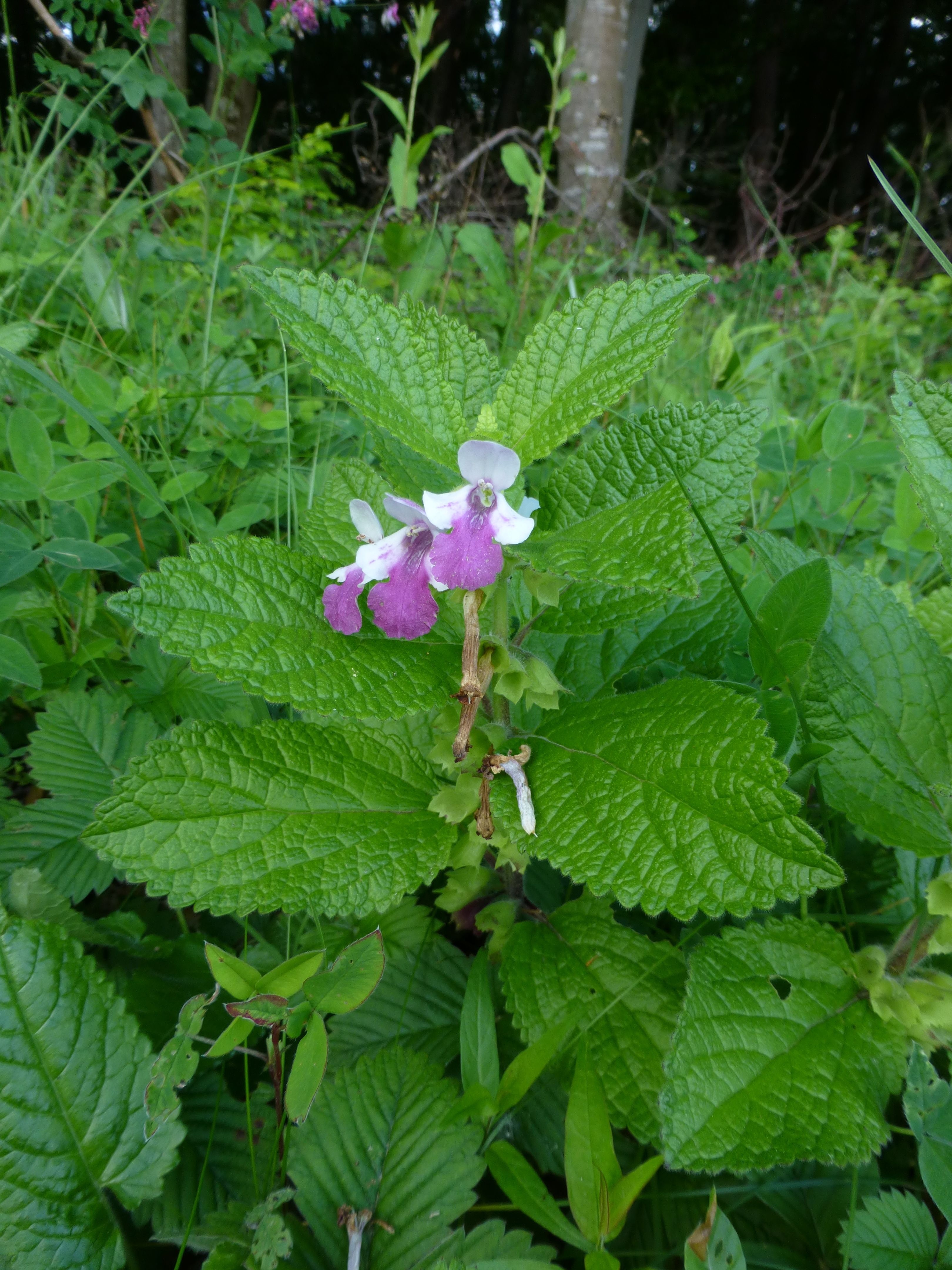 25052014204003 2390 art 574 melittis melissophyllum 1