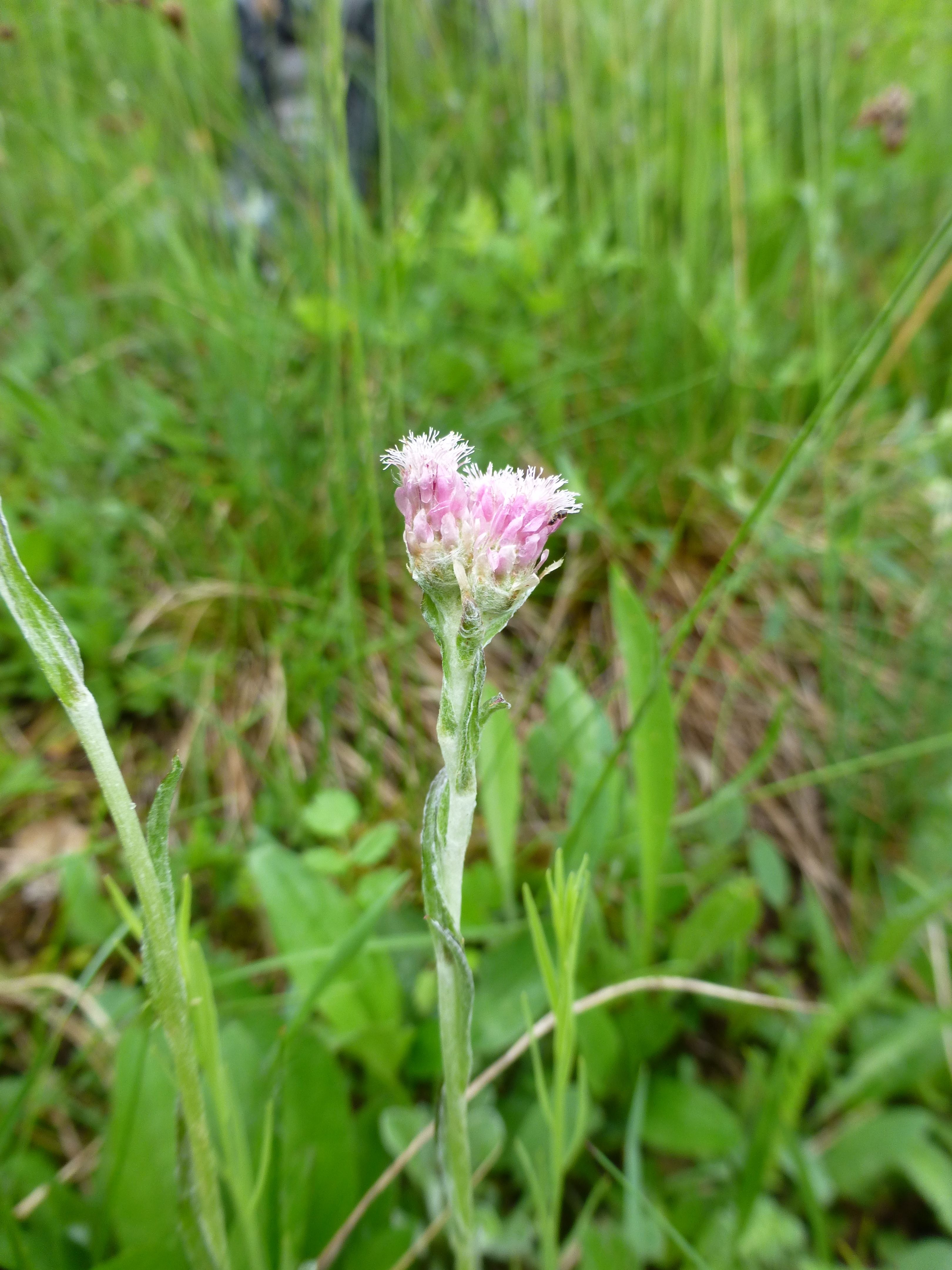 25052014204329 2391 art 546 antennaria dioica 4