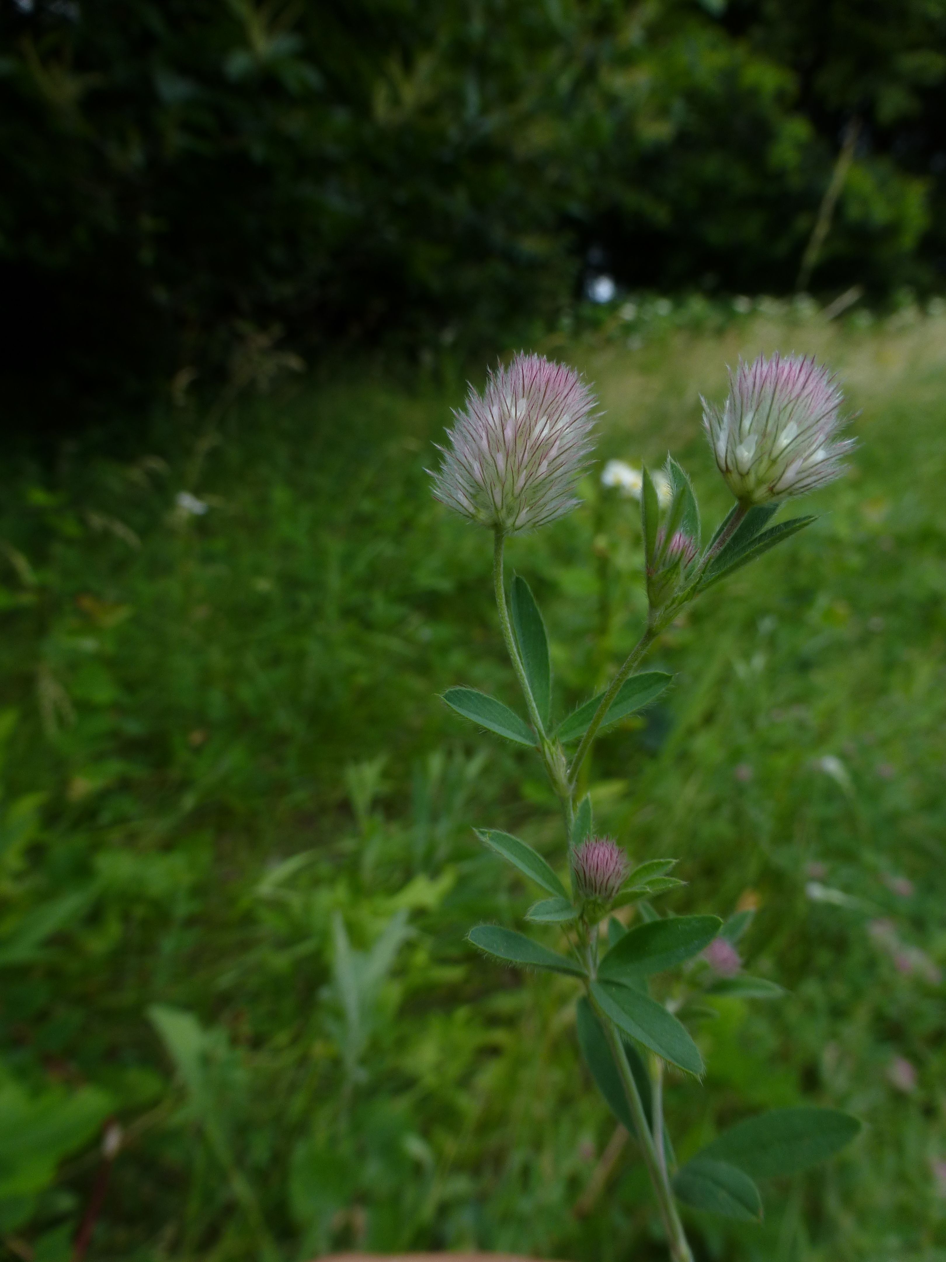 25052014204444 2392 art 543 trifolium arvense 9