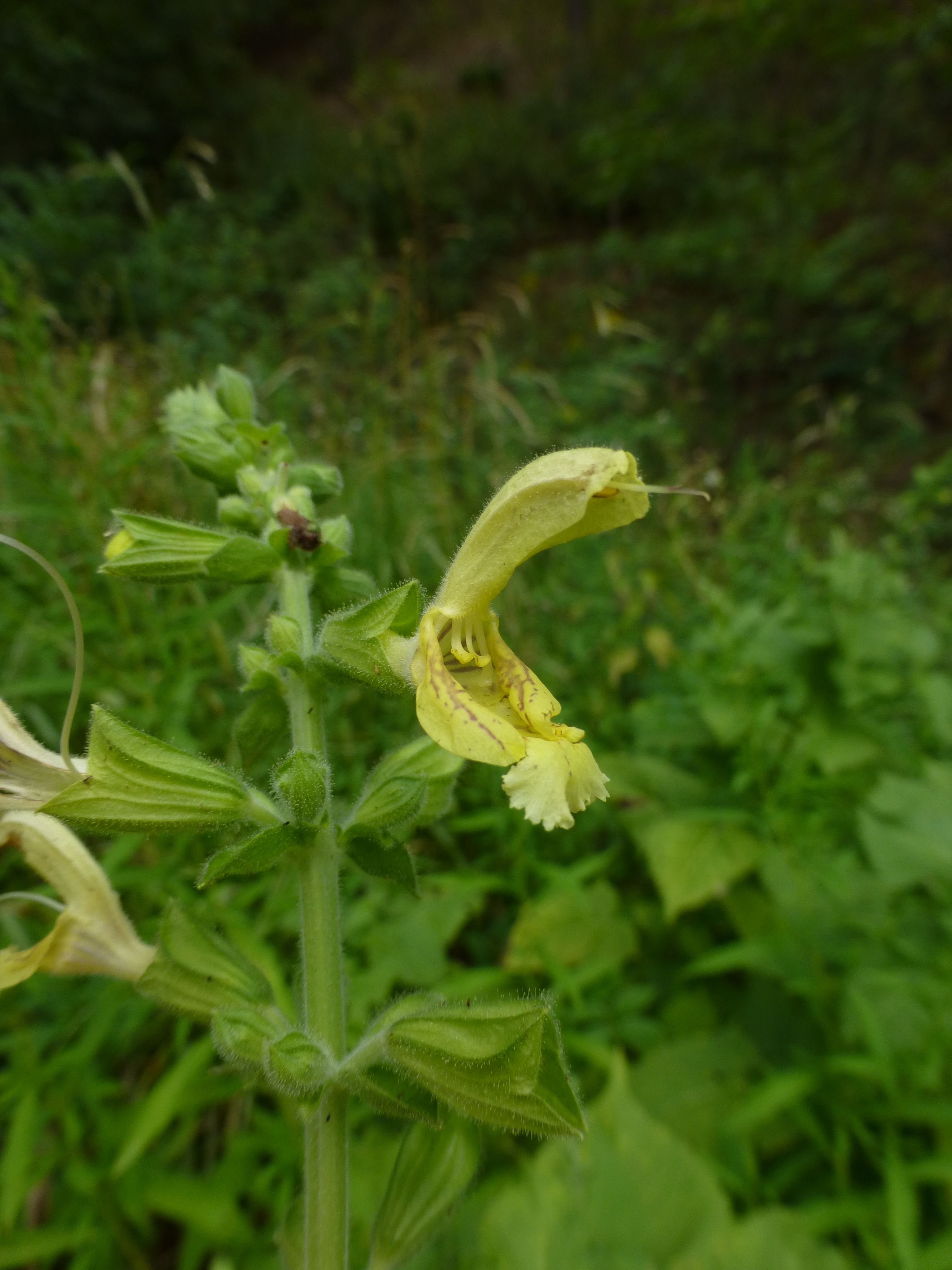 25052014204557 2393 art 488 salvia glutinosa 5