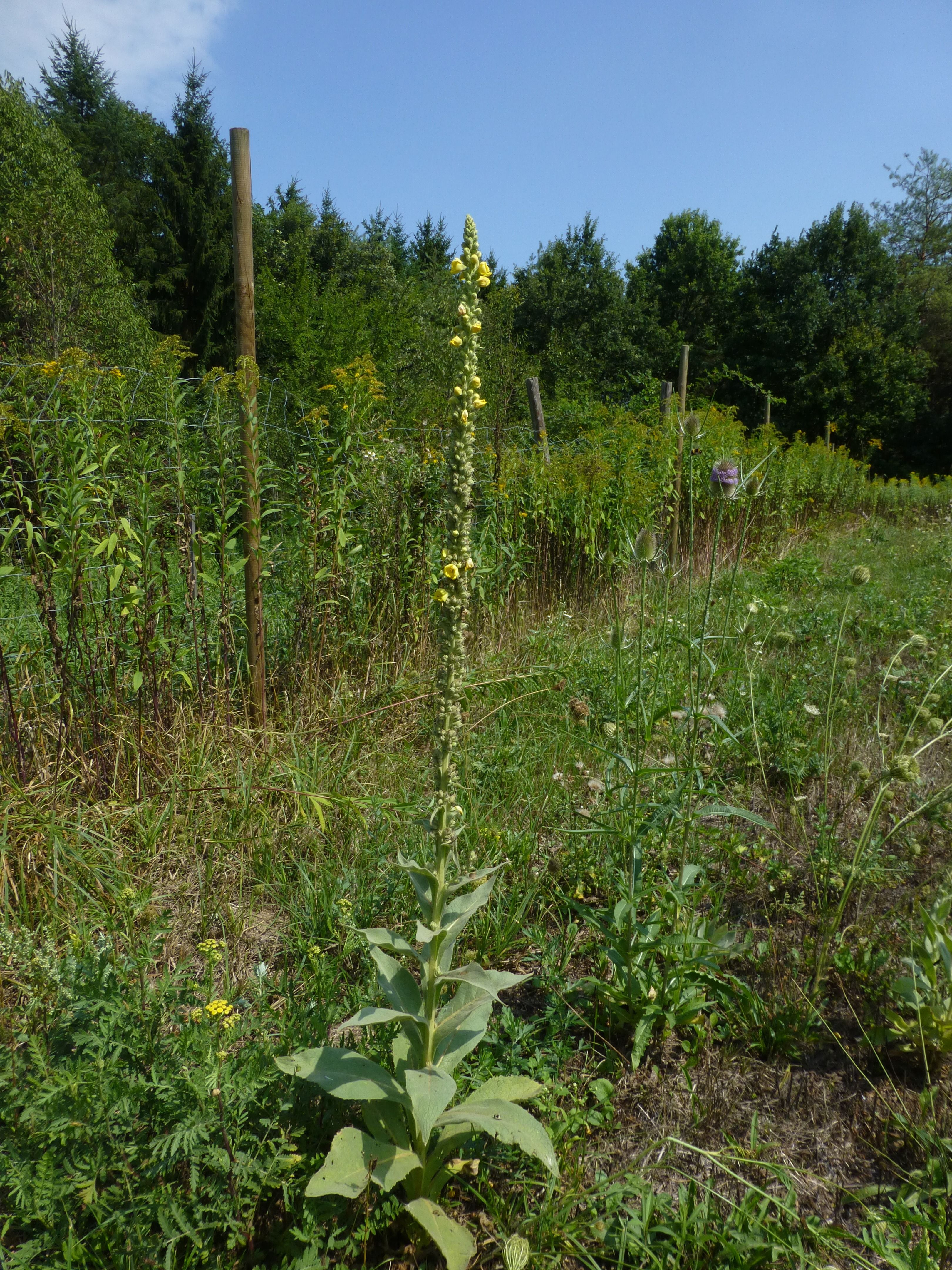 25052014204714 2394 art 563 verbascum thapsus 5