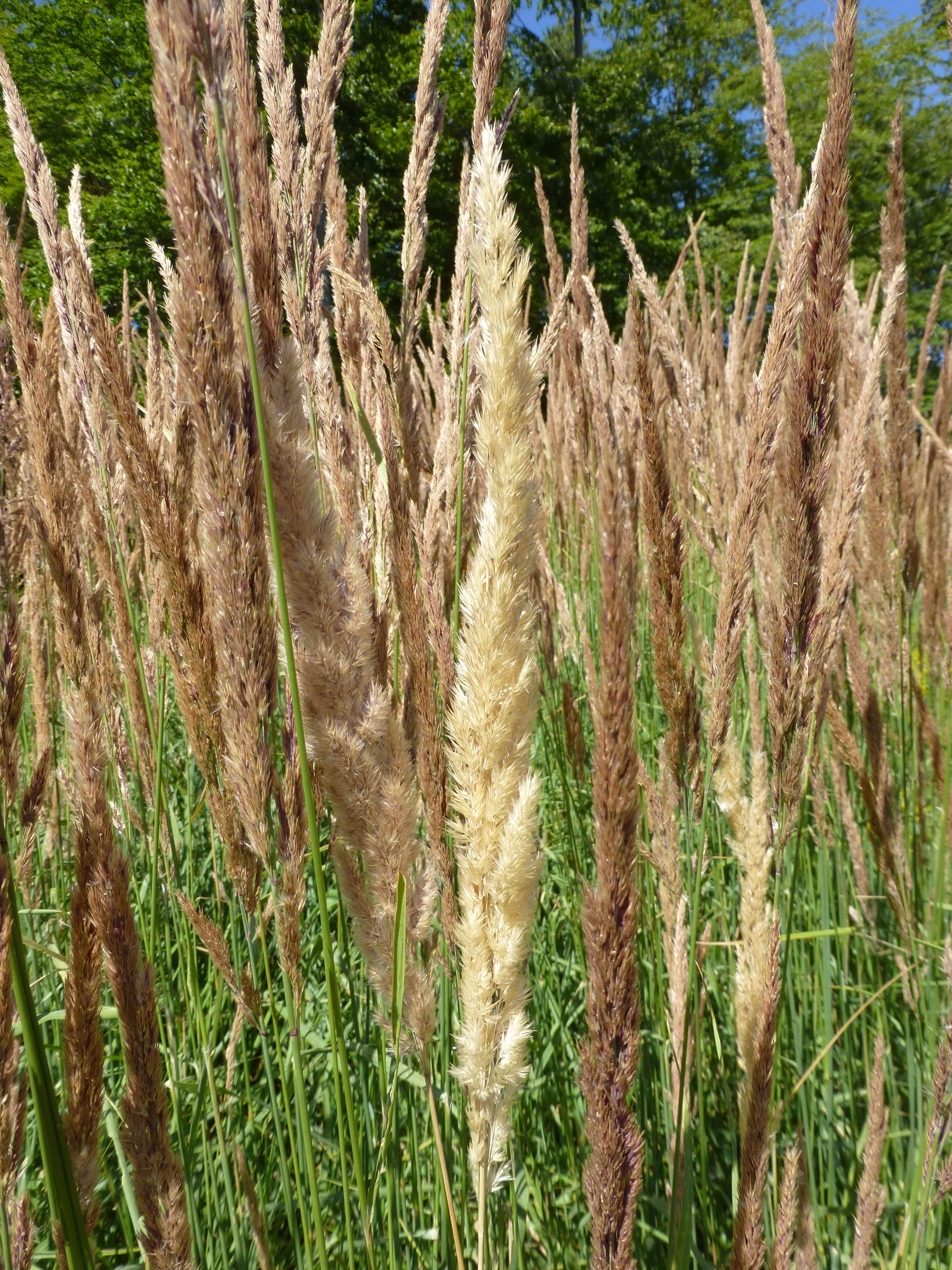 25052014204907 2395 art 562 calamagrostis epigejos 18